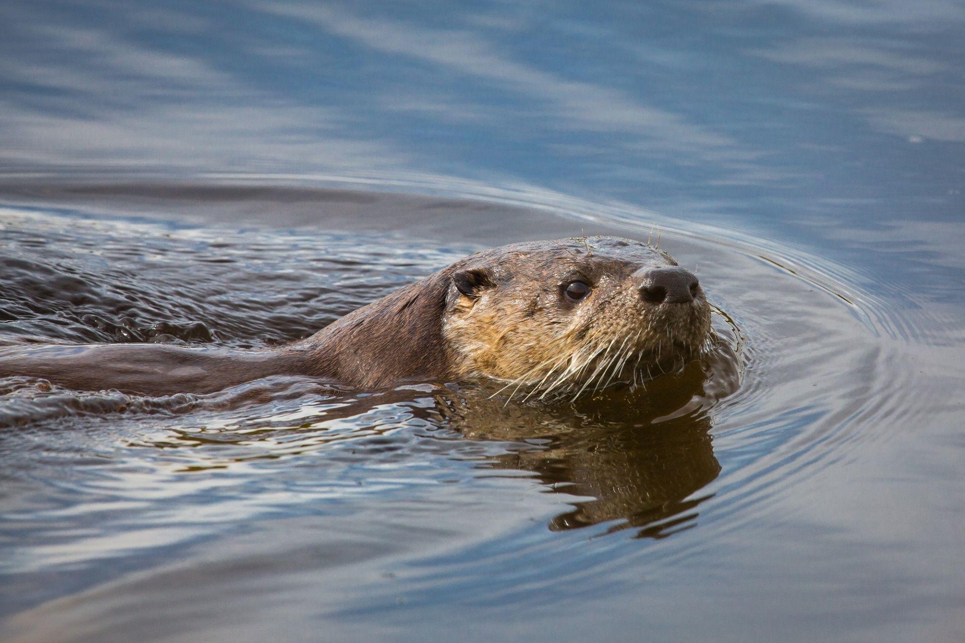 1920x1279 River Otter Swimming Free Domain Picture