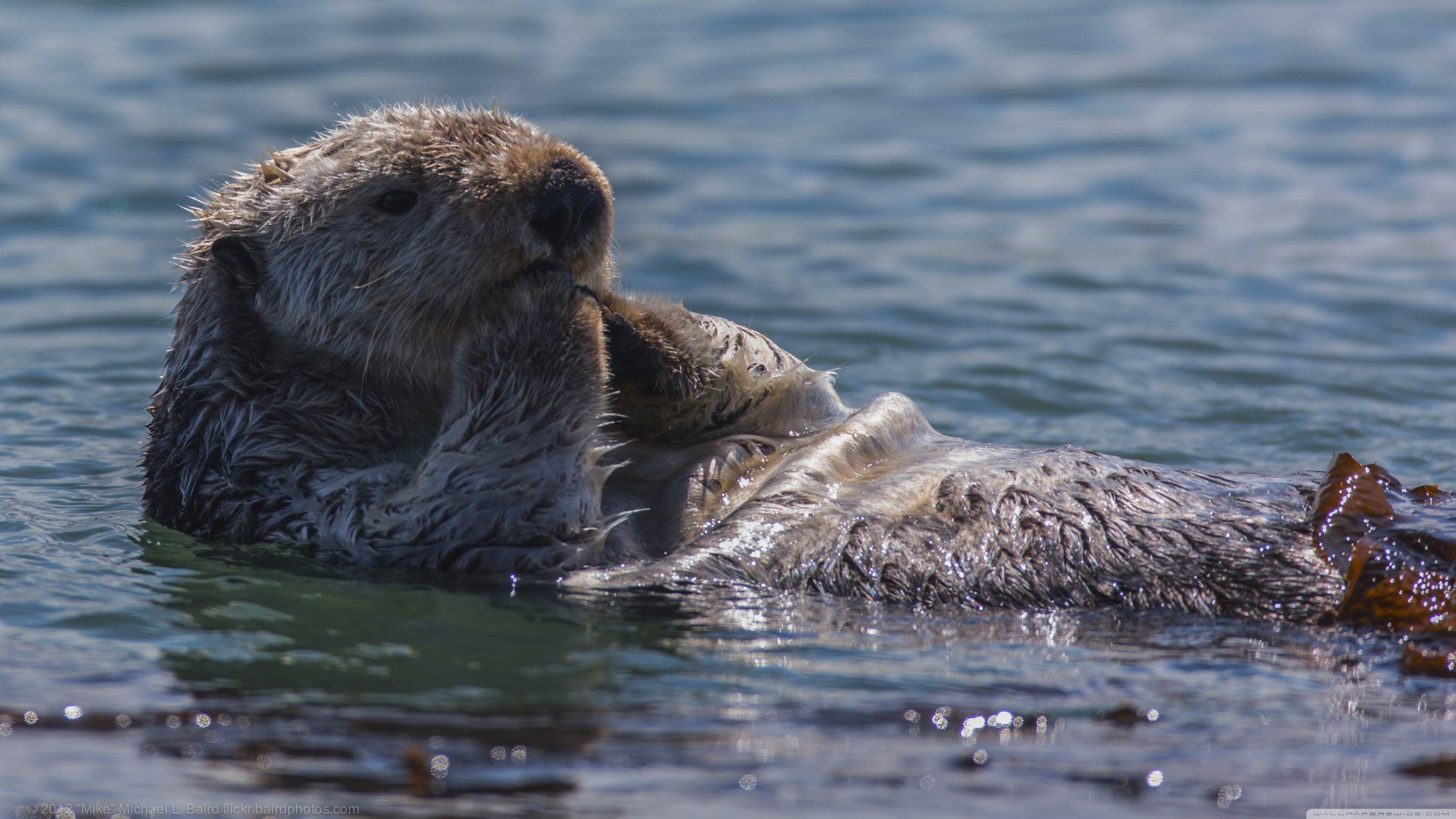 3840x2160 Sea Otter Eating HD desktop wallpaper : Widescreen : High. Otters, Sea otter, Cute animal videos