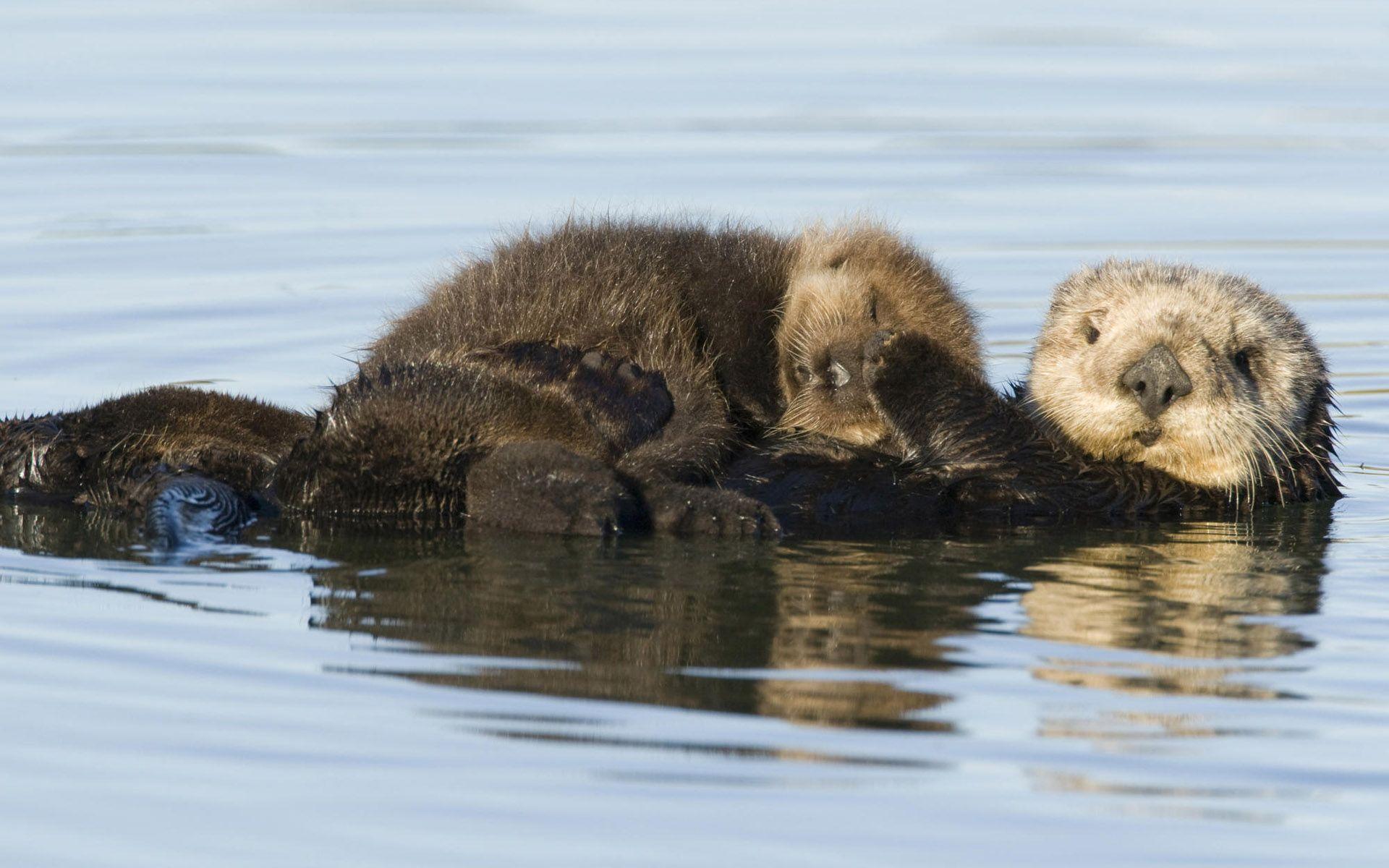 1920x1200 Sea Otter Pup, animals, amazing, christmas wallpaper. Sea Otter Pup, animals, amazing, christmas