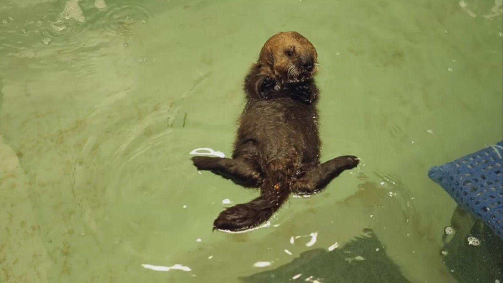 1600x900 ADORABLE VIDEO: Baby sea otter learns to swim, groom, play at Shedd Aquarium