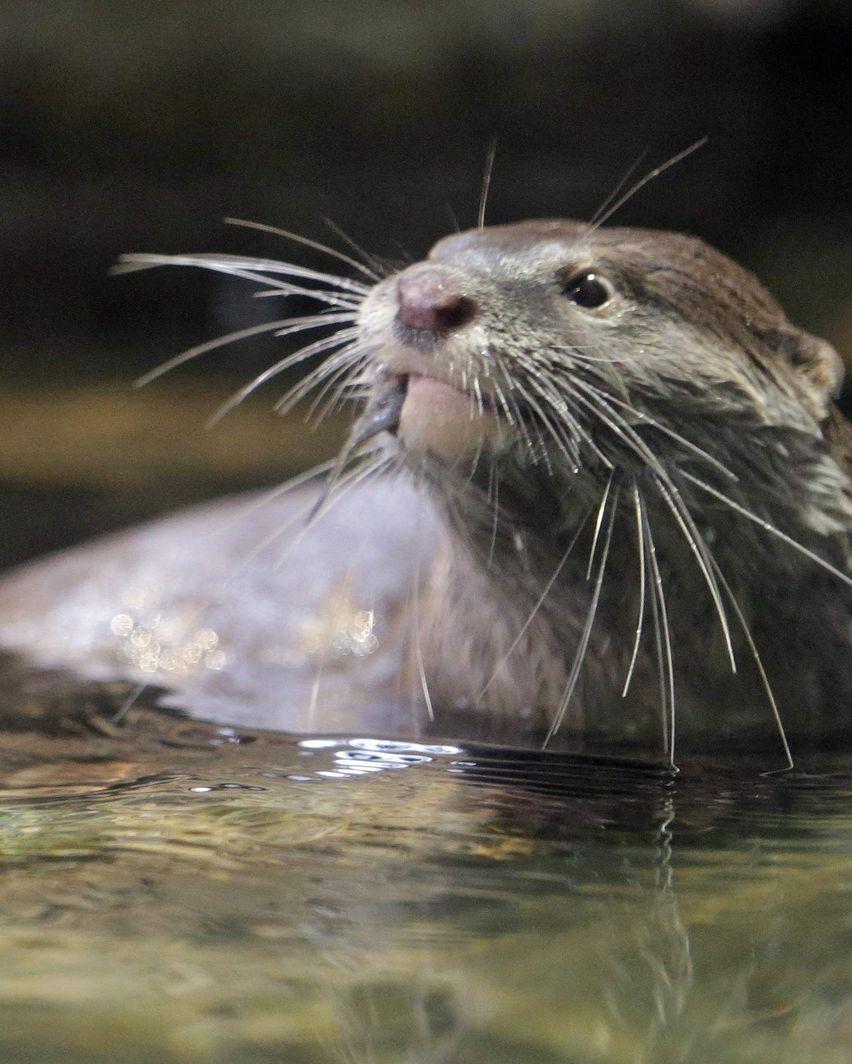852x1064 Kayakers face terror on the river: 'This is one renegade otter.'