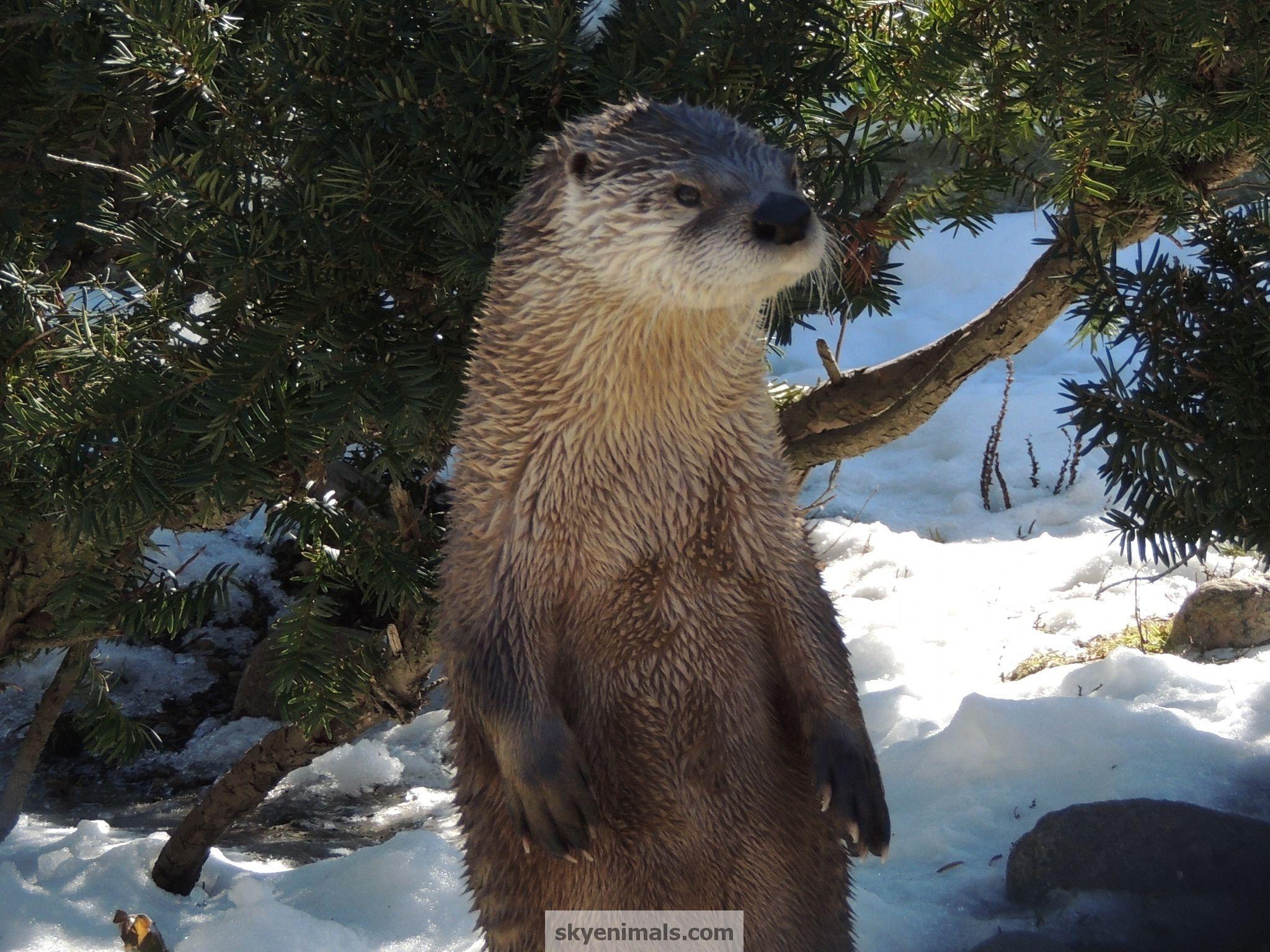 2048x1536 Wallpaper North American River Otter Image
