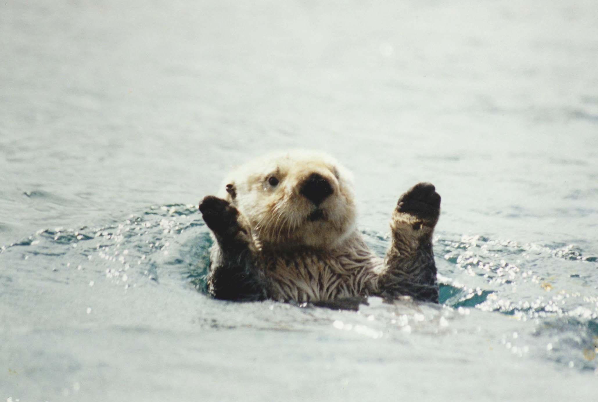 2059x1384 sea, Otter, Sea, Ocean, 7 Wallpaper HD / Desktop and Mobile Background