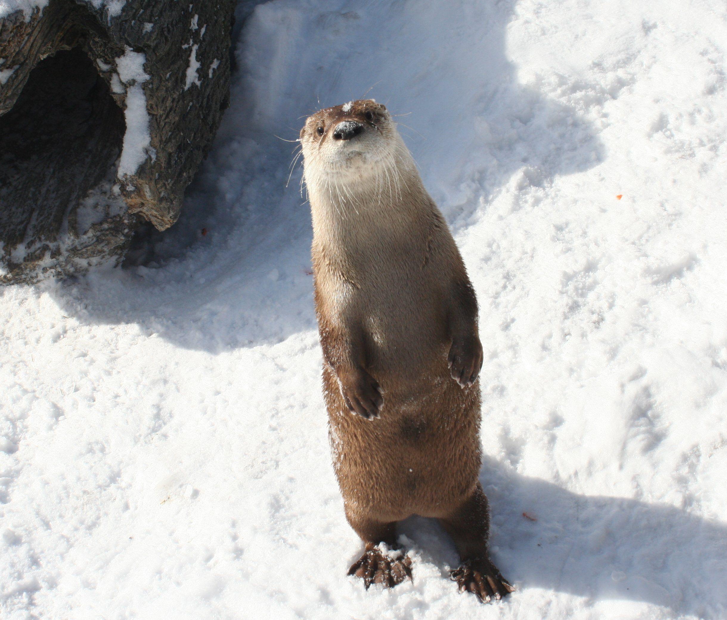 2439x2079 Download River Otter Wallpaper 2439x2079