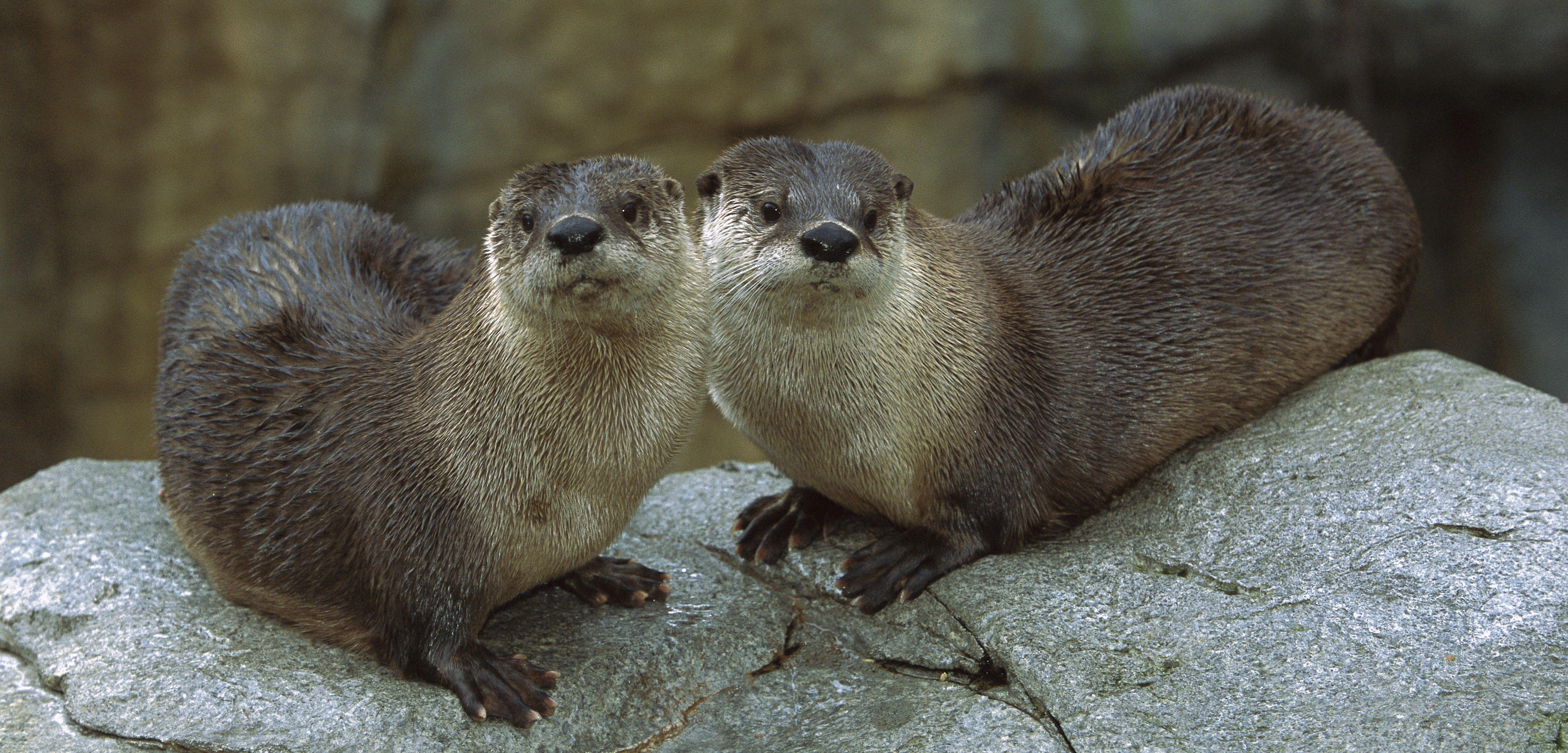4821x2316 Free photo: River Otter, Lake, Nature