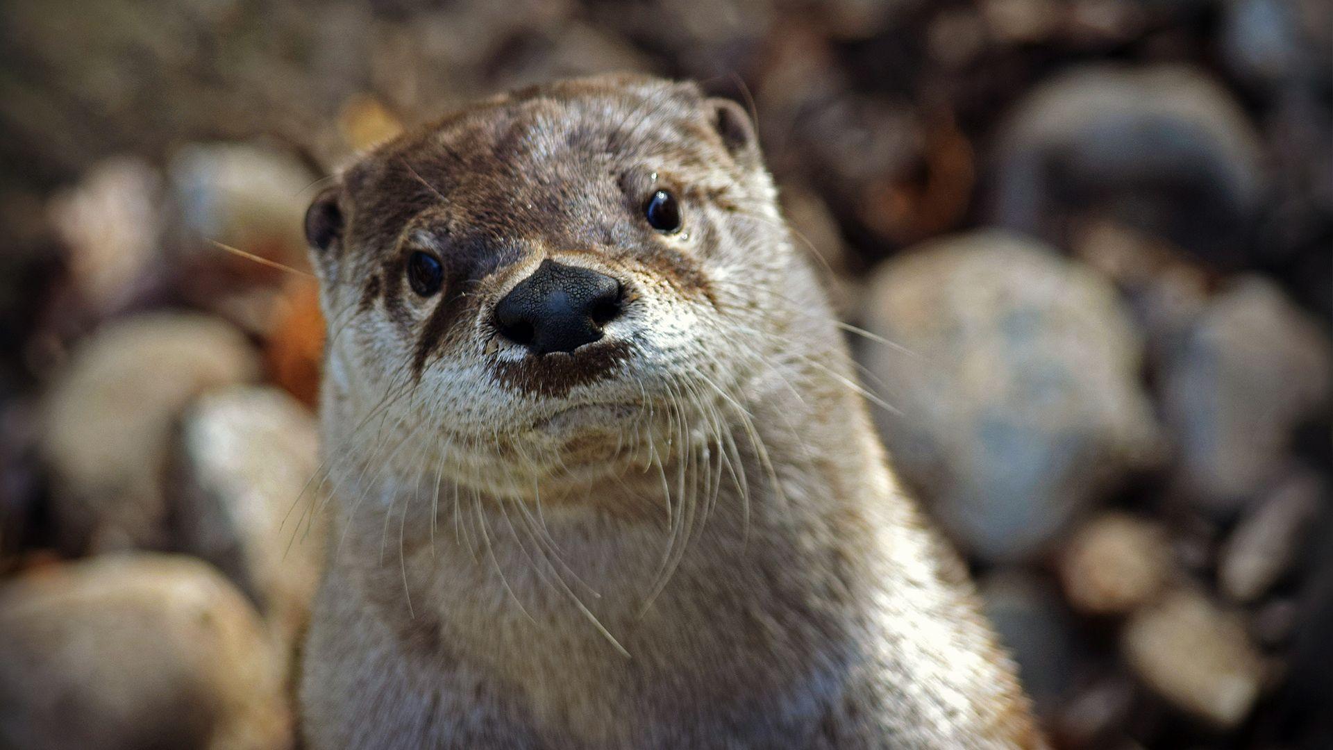1920x1080 North American River Otter. Elmwood Park Zoo