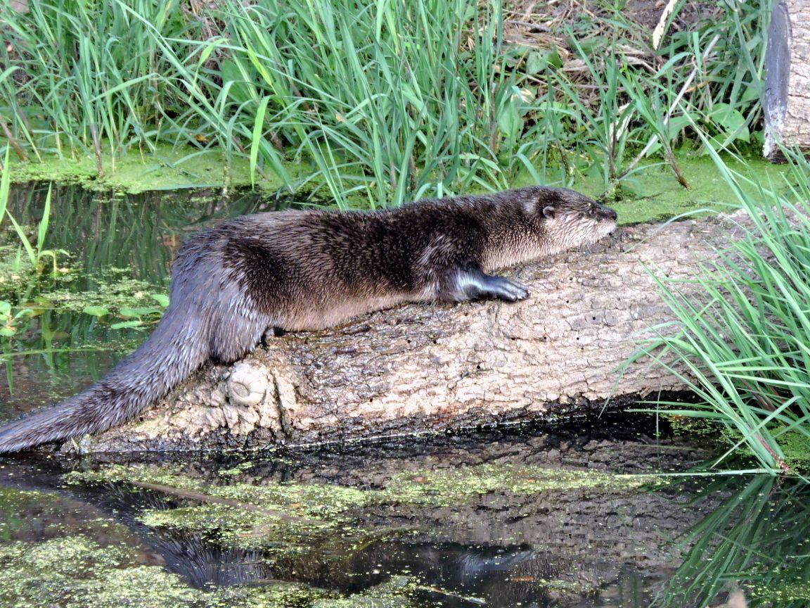 River Otter Wallpapers - Top Free River Otter Backgrounds - WallpaperAccess