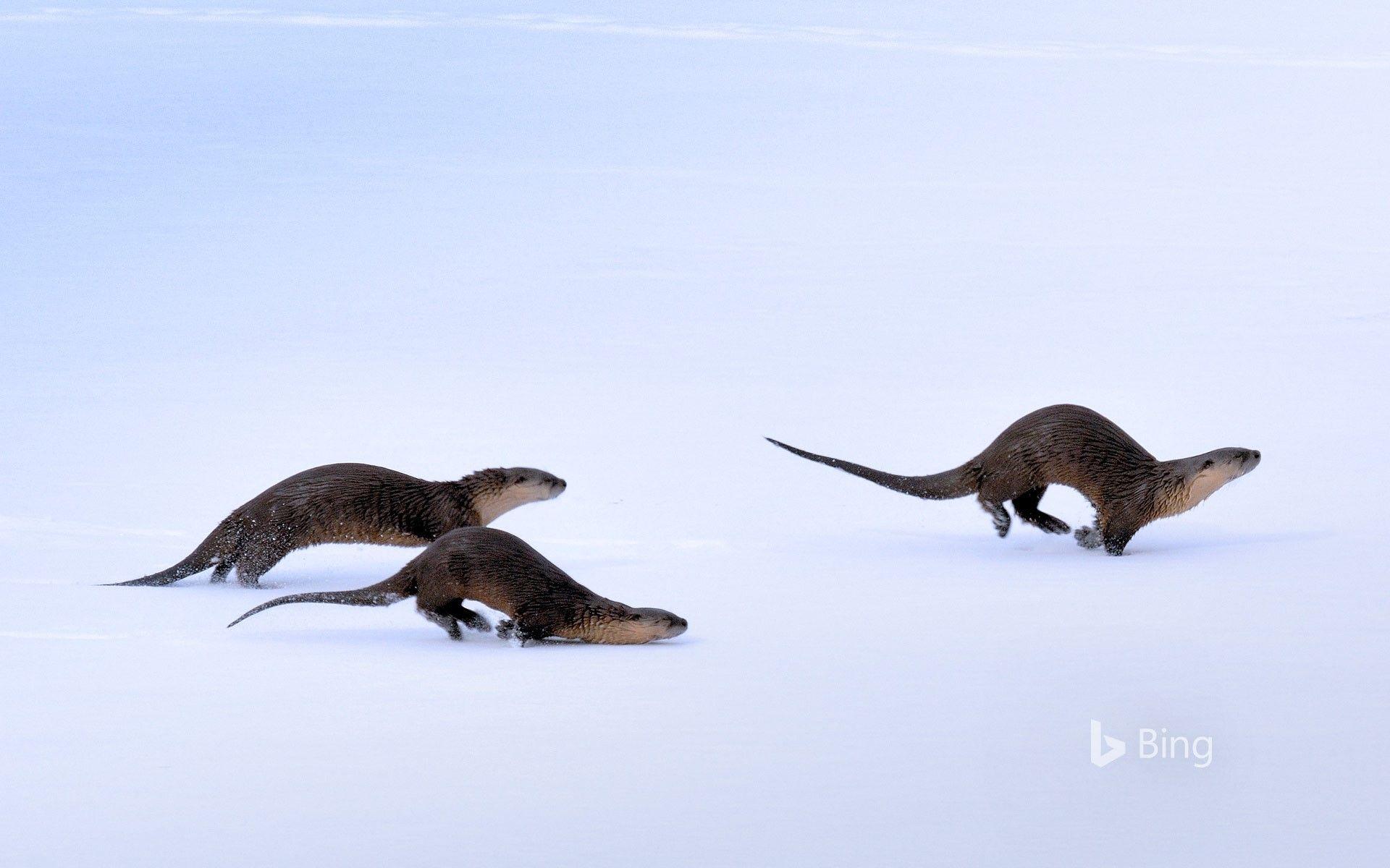 River Otter Wallpapers - Top Free River Otter Backgrounds - WallpaperAccess
