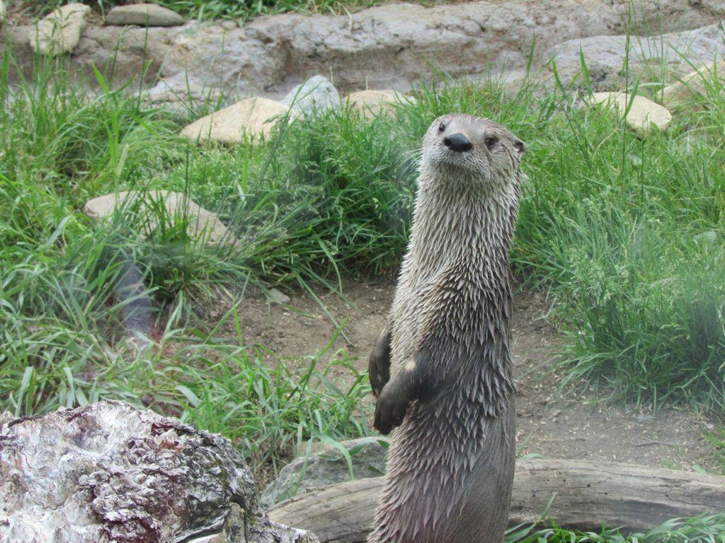 1024x768 Grandfather Mountain mourns the loss of river otter Luna. GRANDFATHER MOUNTAIN : Wonders Never Cease