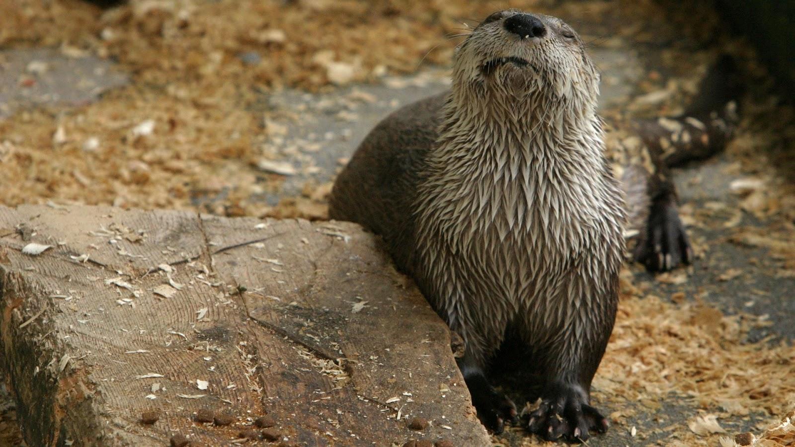 1600x900 North American River Otter
