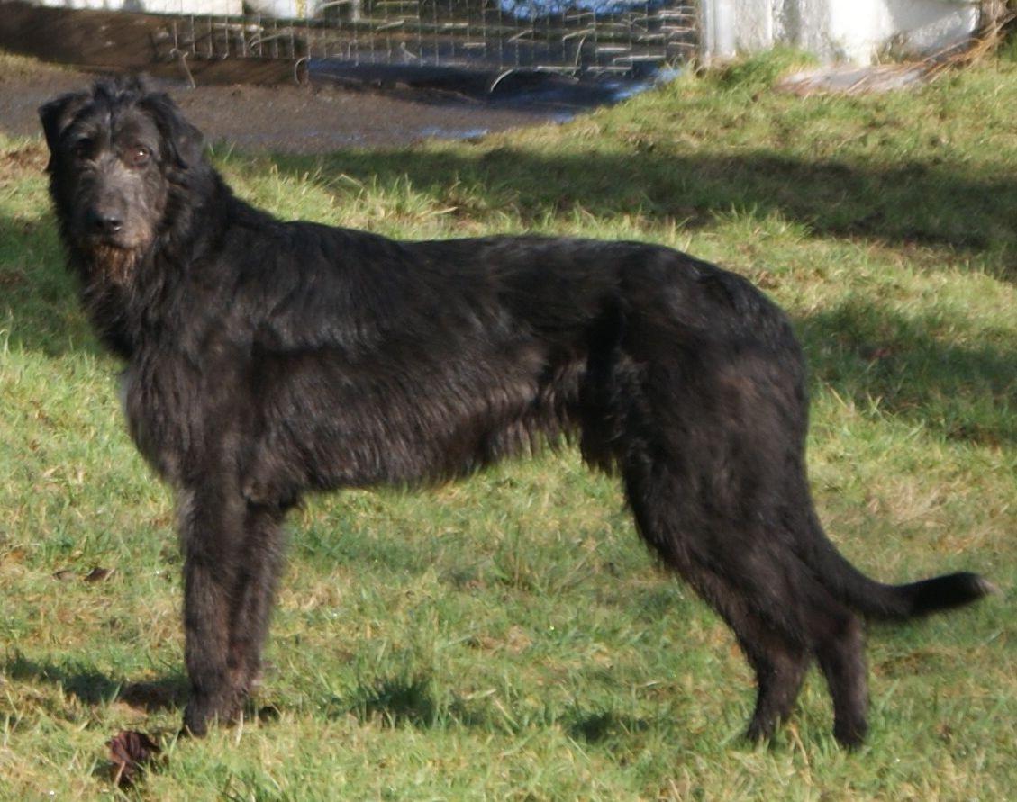 1129x891 Cute Irish Wolfhound dog photo and wallpaper. Beautiful Cute Irish