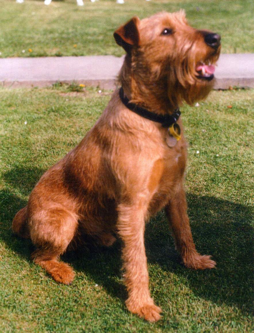 884x1158 Cute Irish Terrier Dog photo and wallpaper. Beautiful Cute Irish