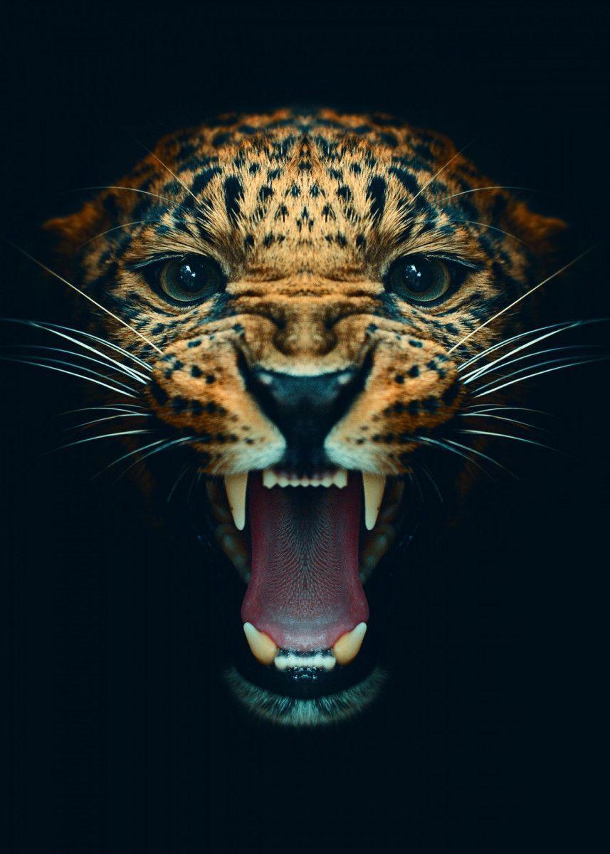 Angry Animal Wallpapers - Top Free Angry Animal Backgrounds -  WallpaperAccess