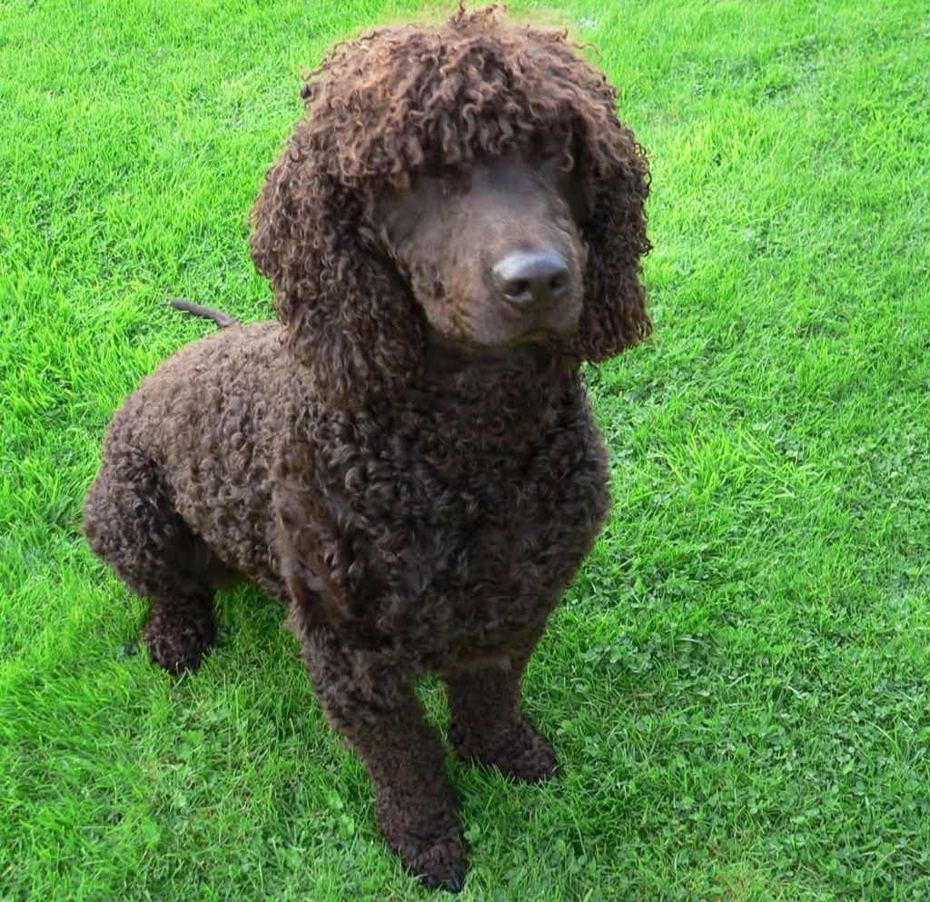 1024x993 Cute Irish Water Spaniel photo and wallpaper. Beautiful Cute Irish