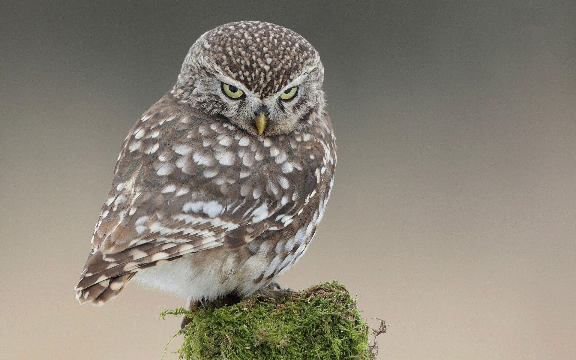 1920x1200 Funny Angry Animals .