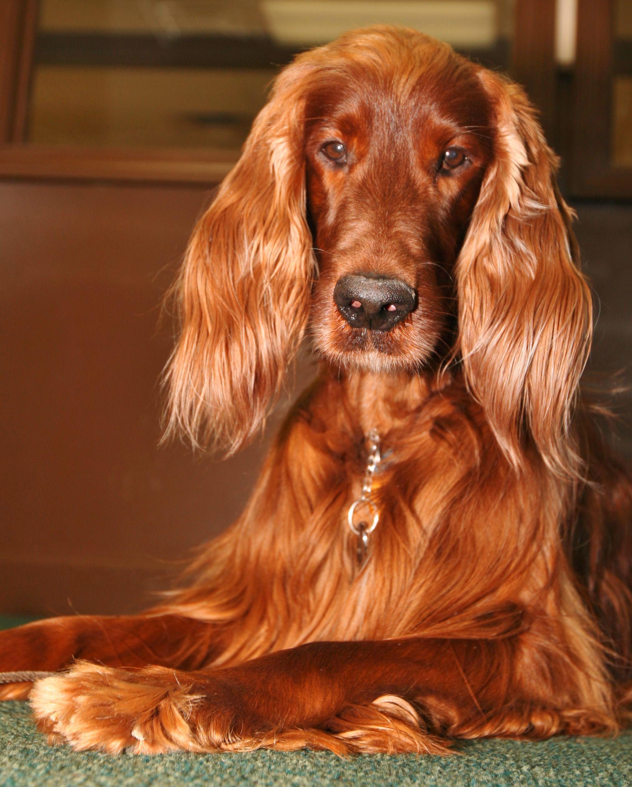 2020x2516 Sad Irish Setter dog photo and wallpaper. Beautiful Sad Irish Setter dog picture