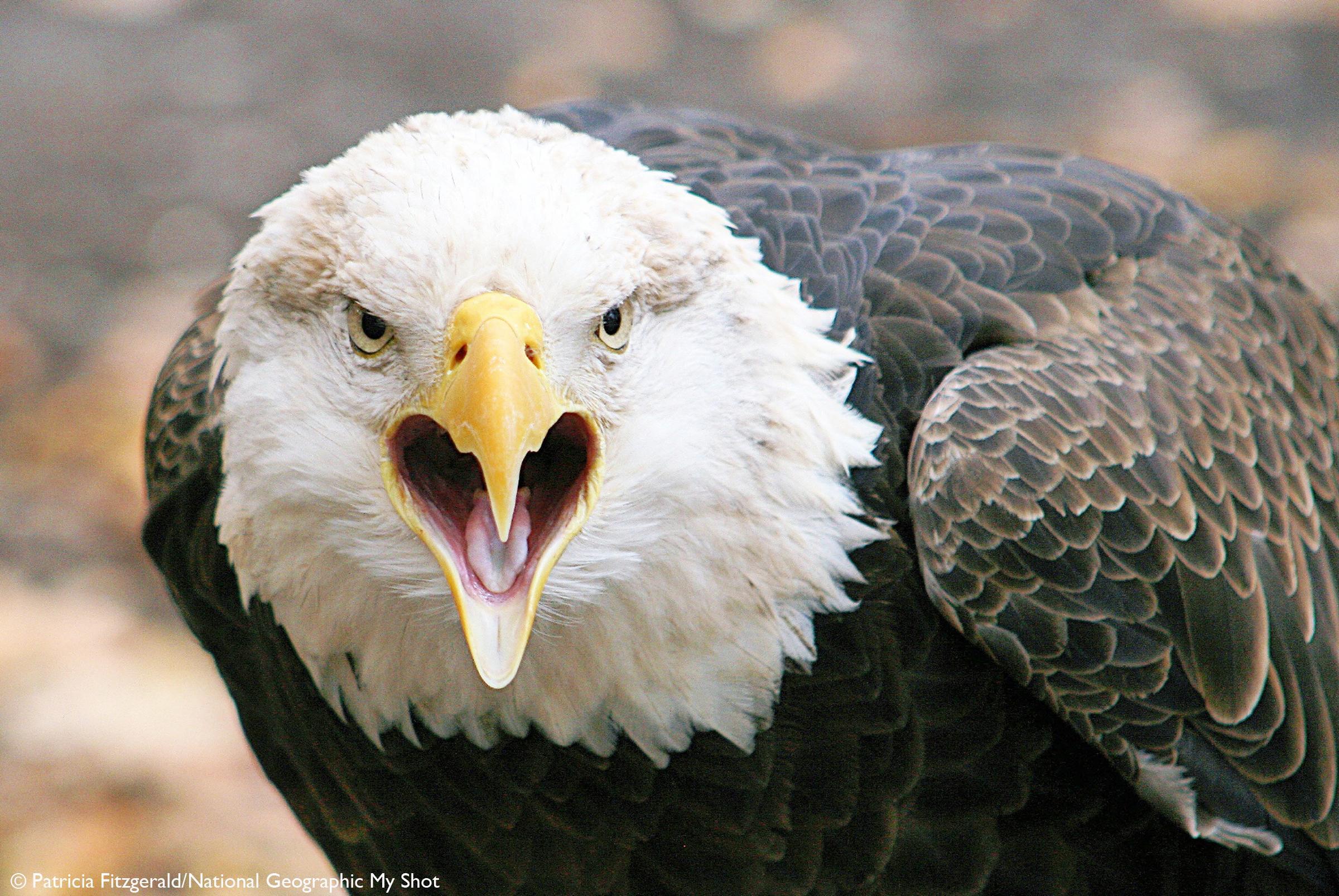 What Animal Gets Angry Easily