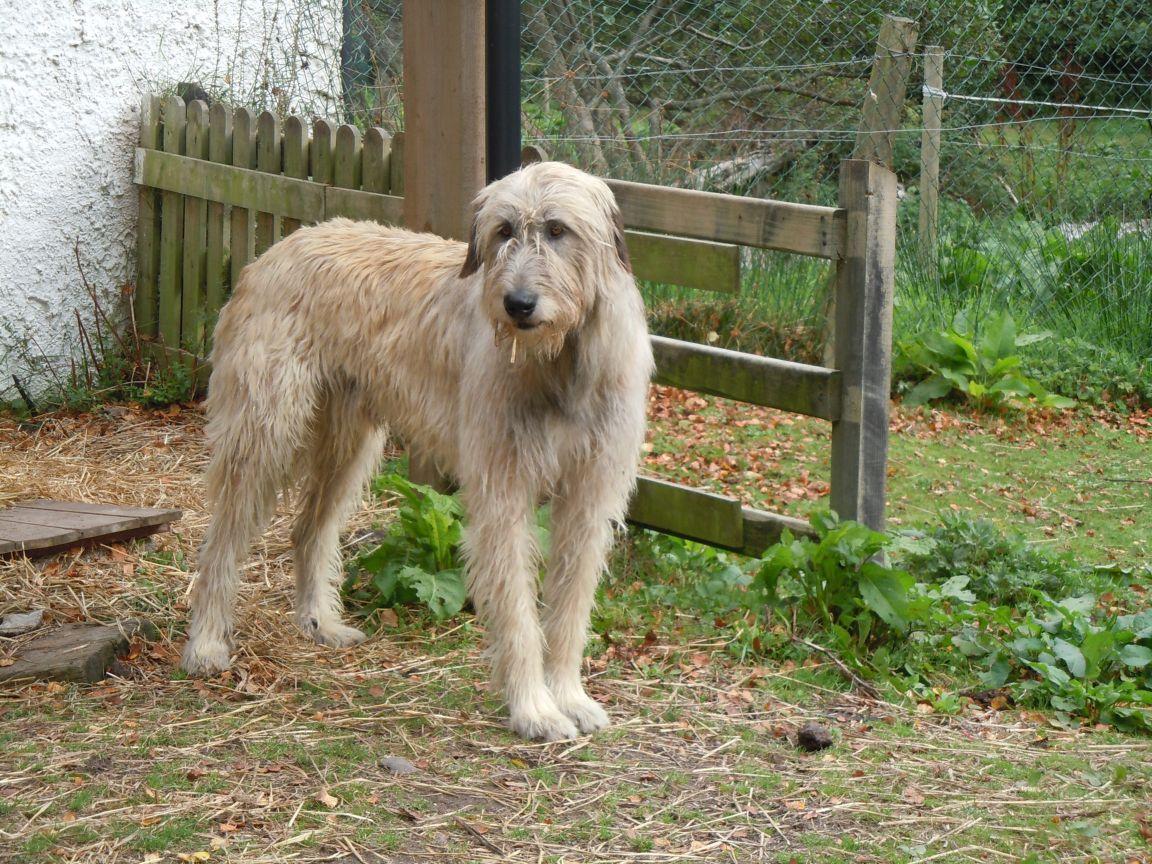 1152x864 Beautiful Irish Wolfhound dog photo and wallpaper. Beautiful
