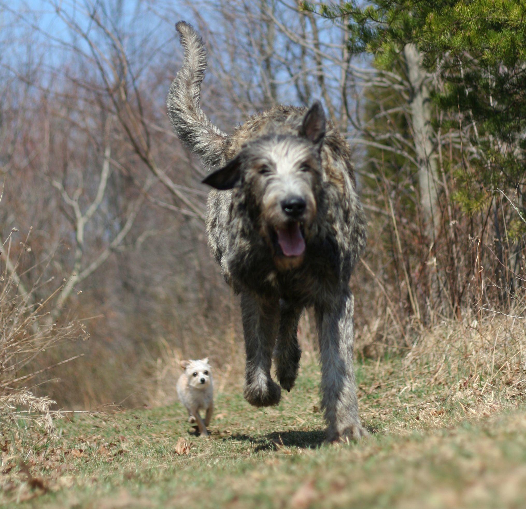 2030x1967 Running Irish Wolfhound dog photo and wallpaper. Beautiful Running