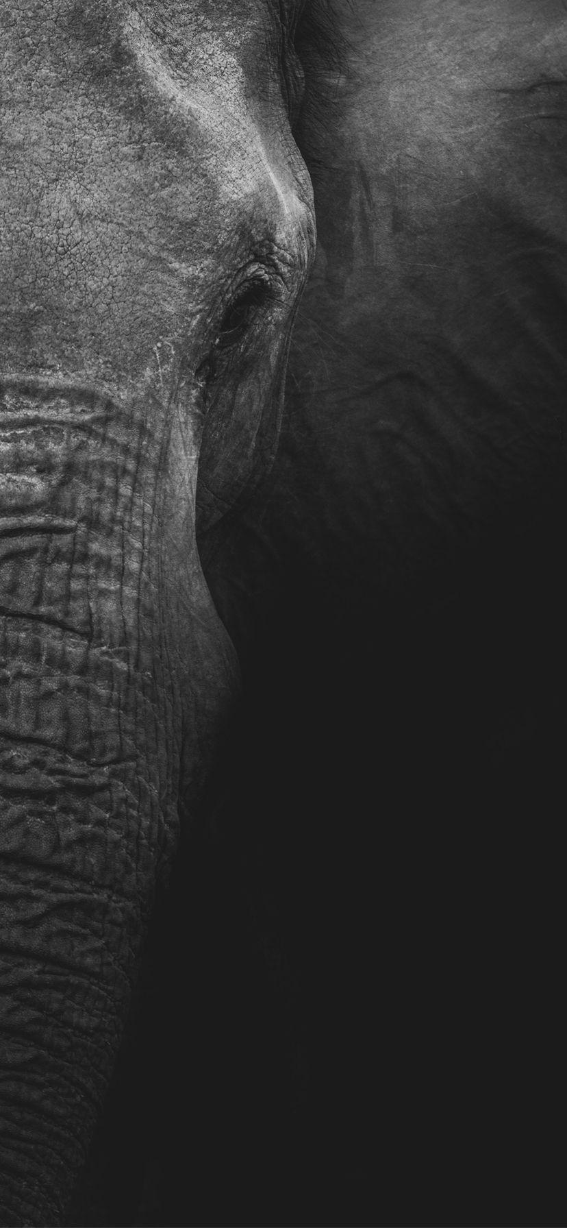 828x1792 Free IPhone 11 Wallpaper Download 06 Of 20 Grayscale Photography Of Elephant Wallpaper. Wallpaper Download. High Resolution Wallpaper