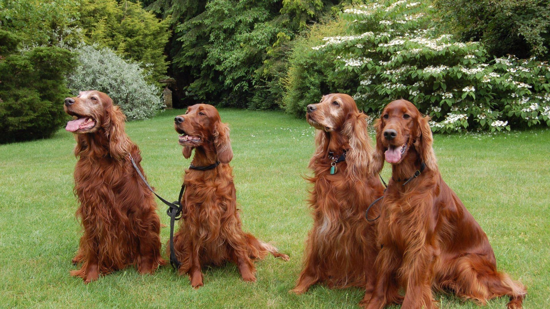 1920x1080 Setter Tag wallpaper: Dogs Setter Dog Irish Picture Of Baby Animals