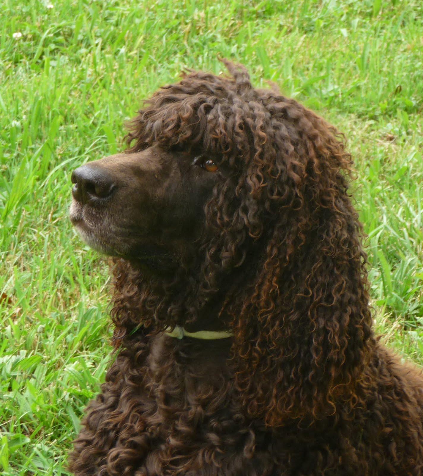1424x1600 Cute Irish Water Spaniel dog photo and wallpaper. Beautiful Cute