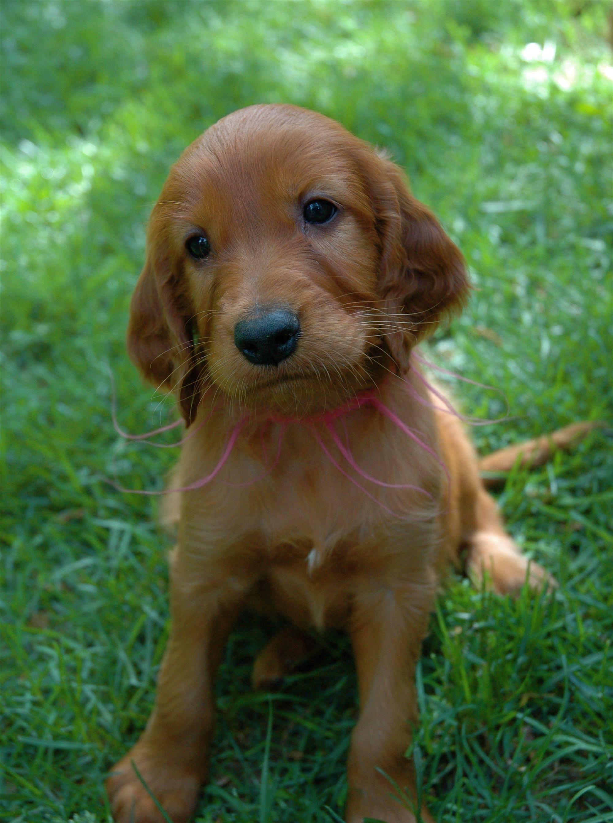 2000x2683 Everything Top Dog: Irish Setter Puppies