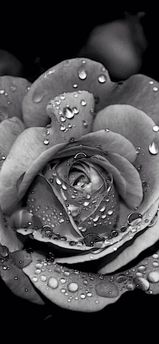 640x1385 Grayscale Dew Rose Flower Macro iphone 11 Wallpaper Download