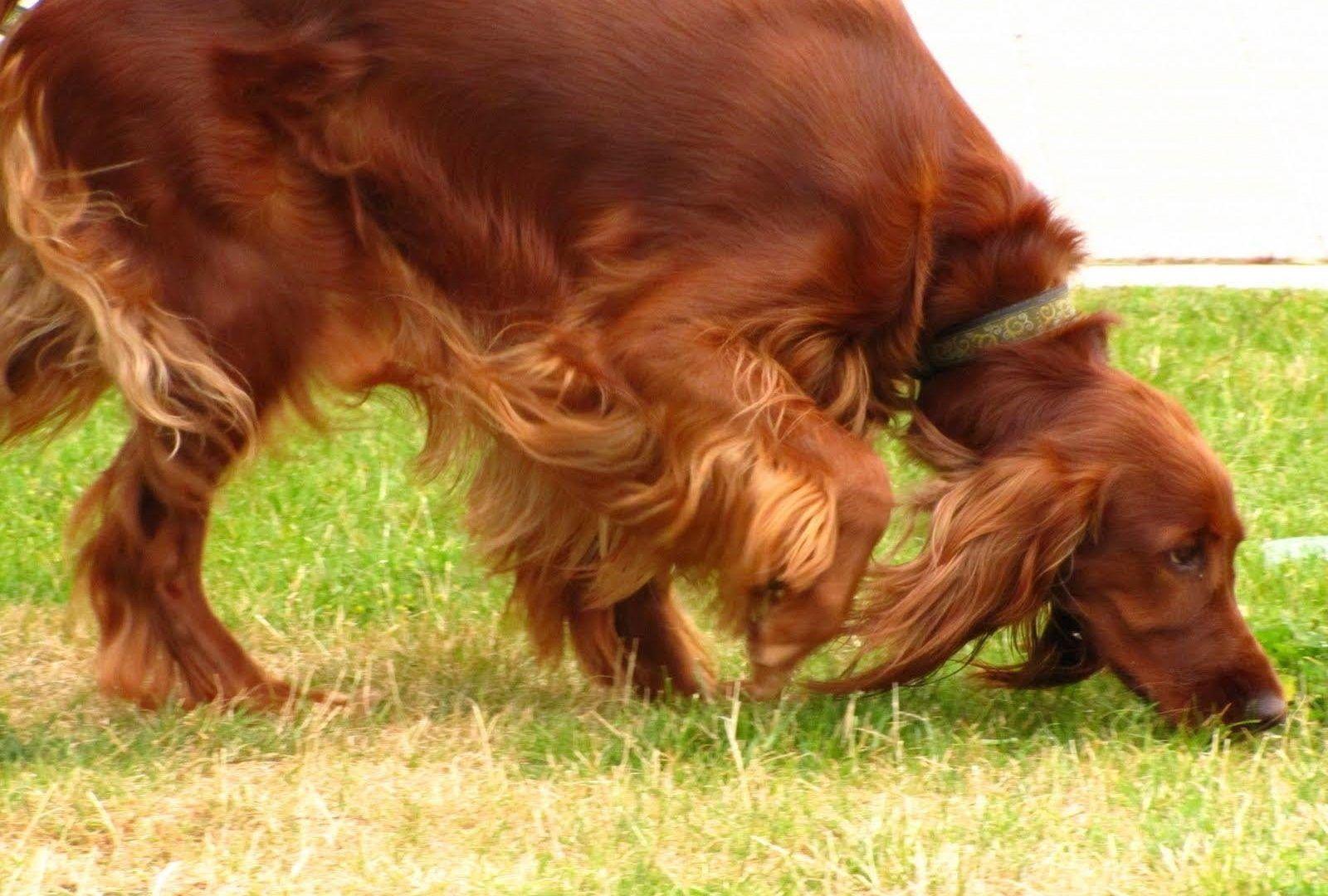 1600x1080 Setter Tag wallpaper: Dogs Setter Dog Irish Picture Of Baby Animals
