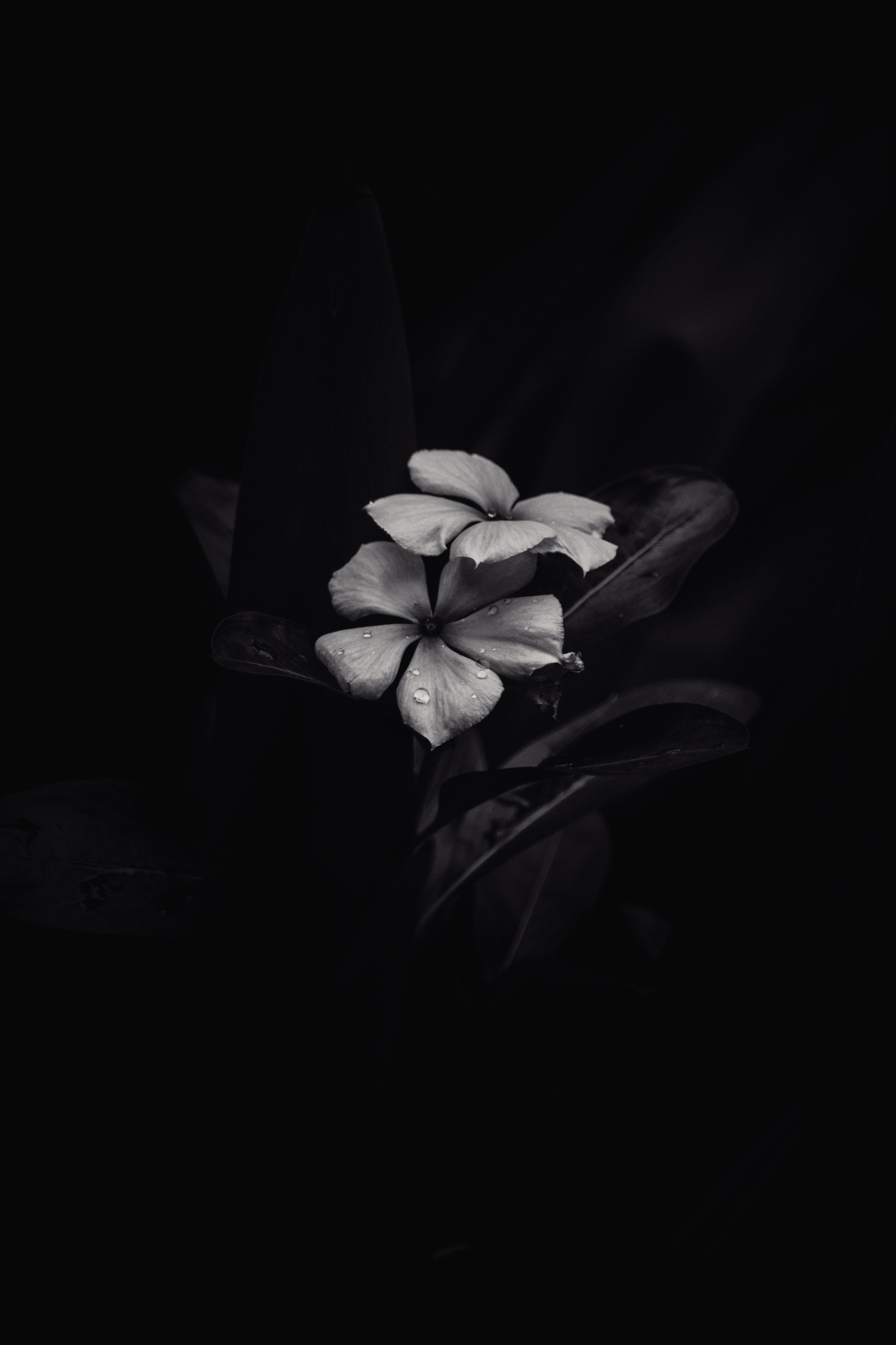4000x6000 Grayscale Photo of Flower With Black Background · Free