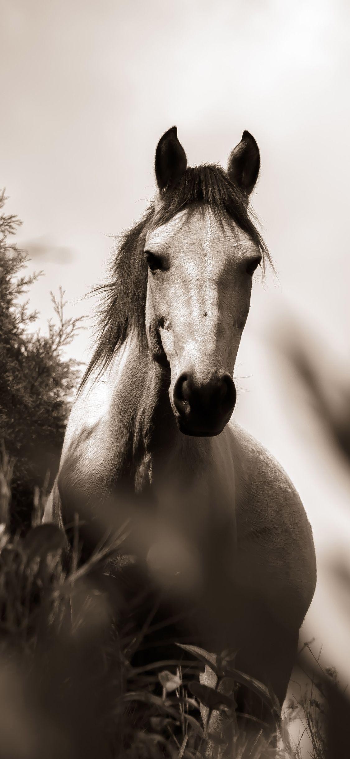 1125x2436 Horse Grayscale iPhone XS, iPhone iPhone X HD 4k Wallpaper, Image, Background, Photo and Picture