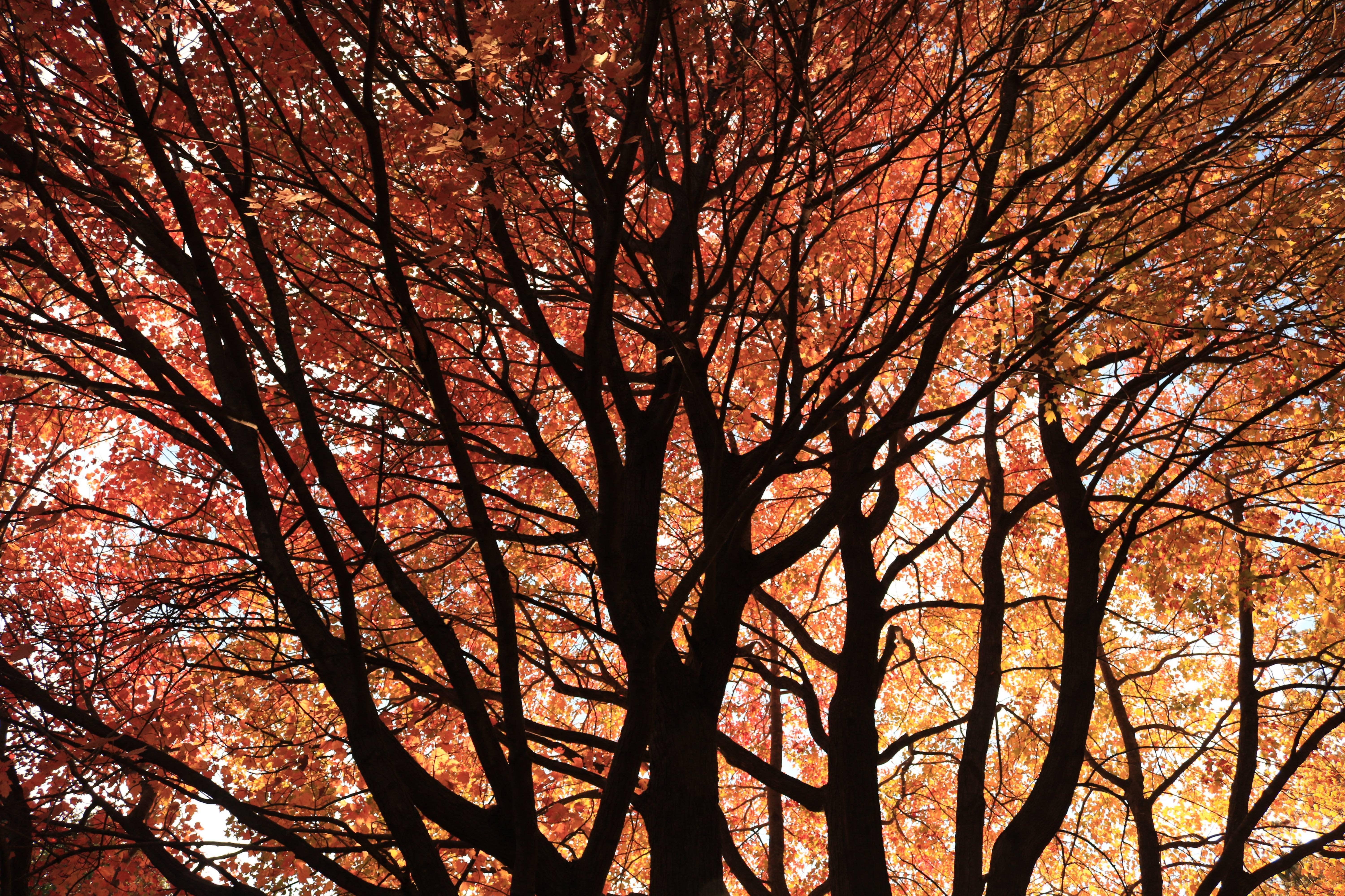 6000x4000 Portland 4K wallpaper for your desktop or mobile screen free and easy to download