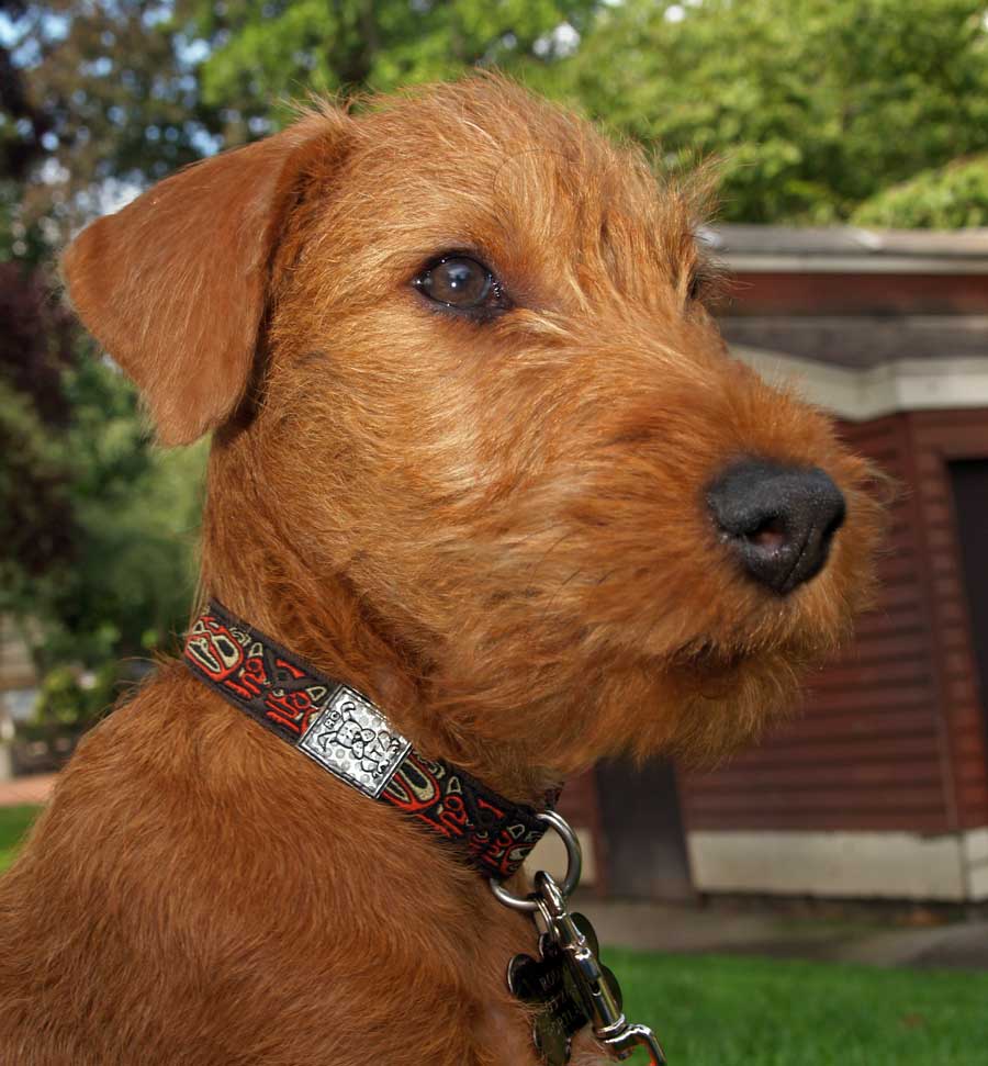 900x971 Cute Irish Terrier Dog photo and wallpaper. Beautiful Cute Irish