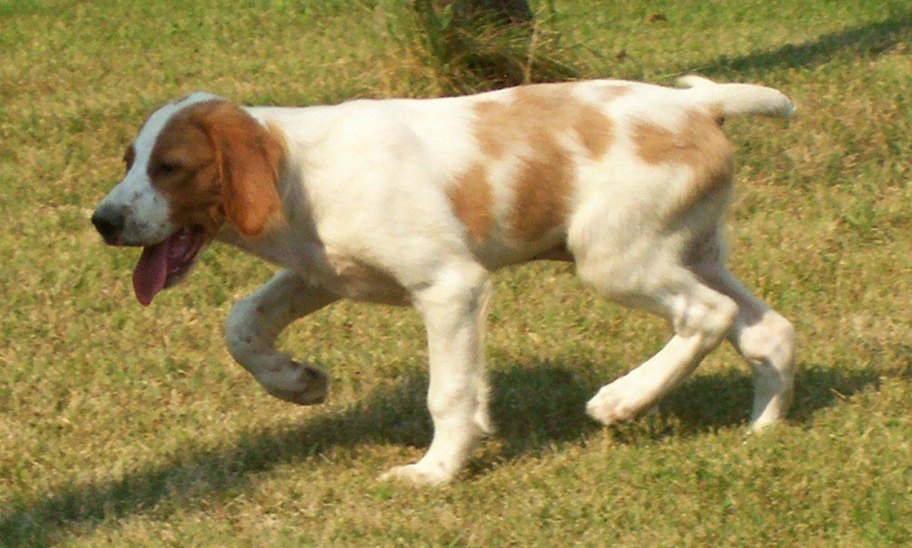 1276x768 Cute Irish Red and White Setter dog photo and wallpaper. Beautiful