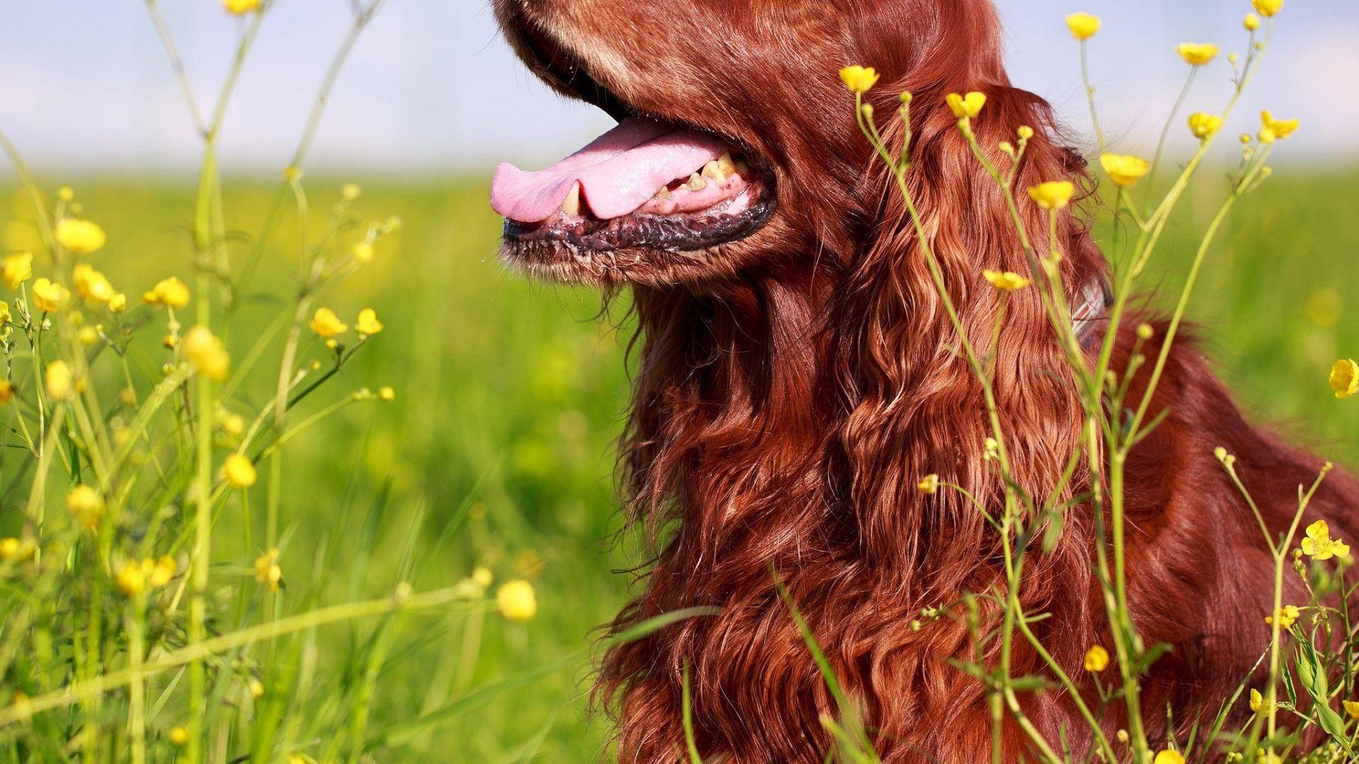 1920x1080 Dogs: Dog Setter Dogs Irish Cute Wallpaper HD for HD 16:9 High