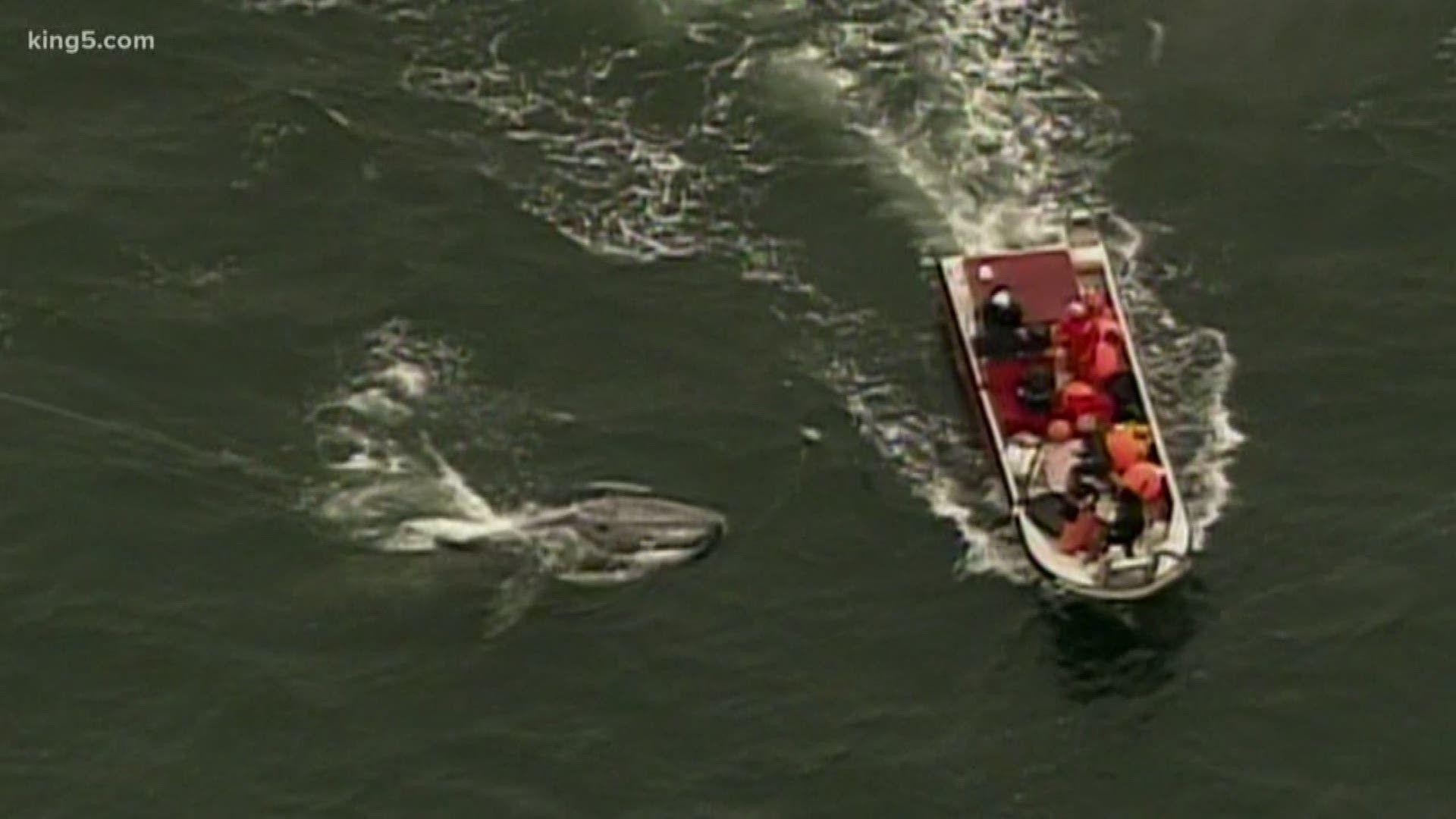 1920x1080 Makah Tribe's quest to hunt another gray whale moves to court