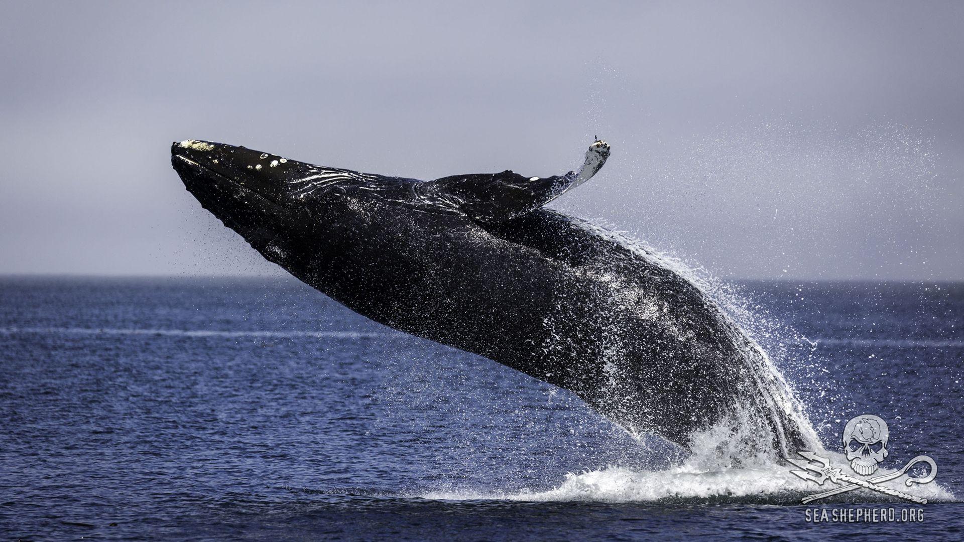 1920x1080 For The Whales: Sea Shepherd on Makah Tribe's Request to Hunt Whales