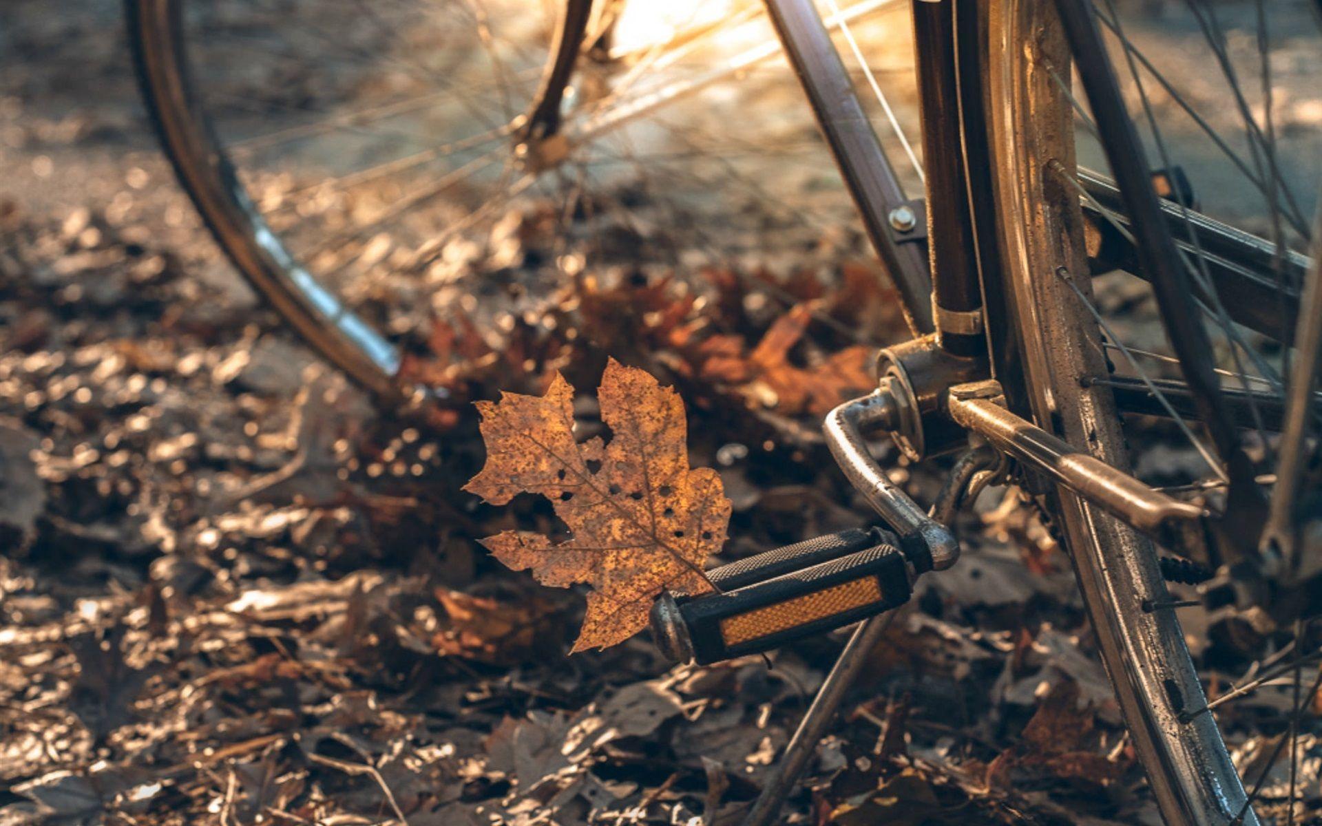 1920x1200 Wallpaper Bike, wheel, leaf, autumn 1920x1200 HD Picture, Image