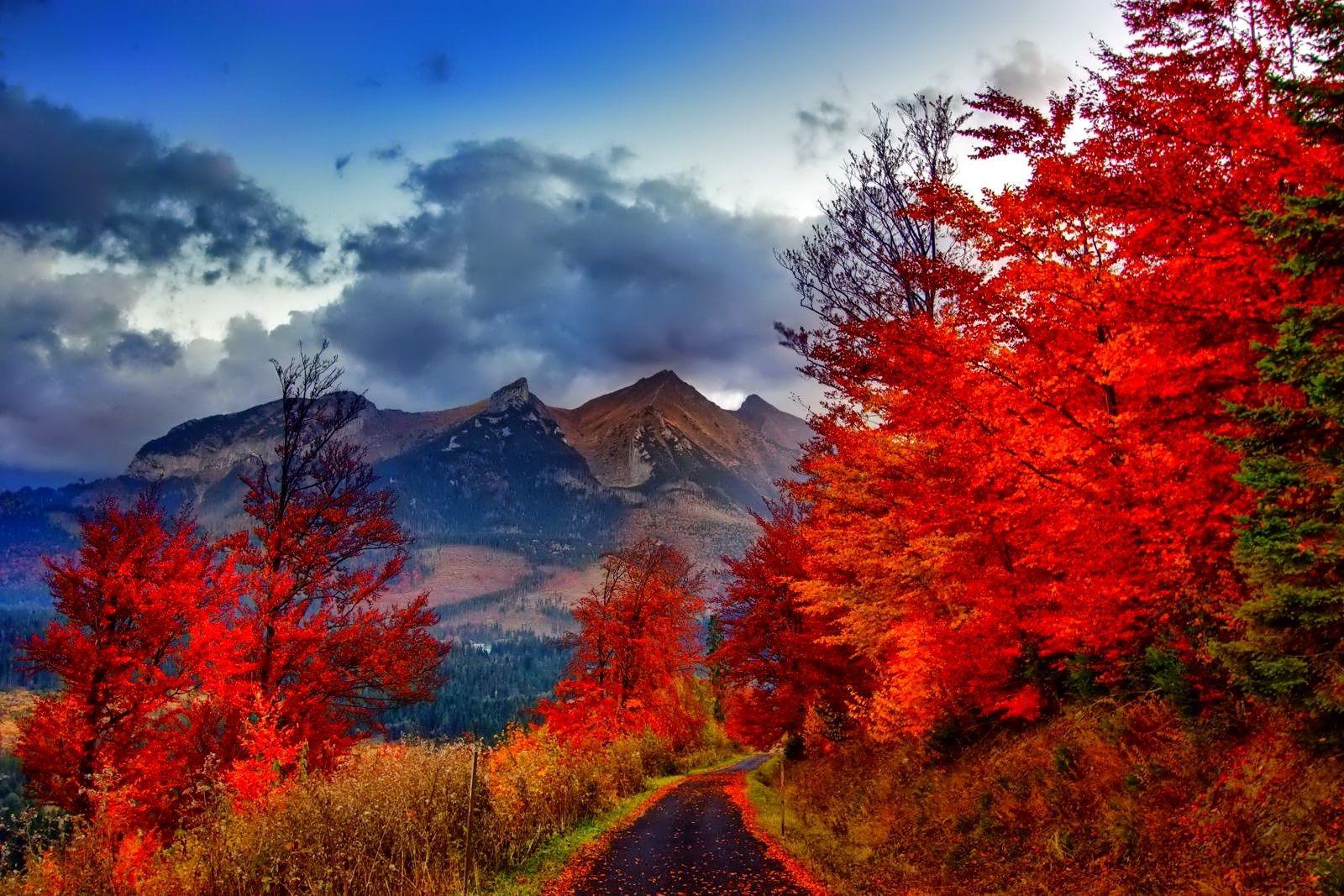 1600x1067 Other: Colors Fall Branches Leaves Foliage Colorful Glow Pretty Nice