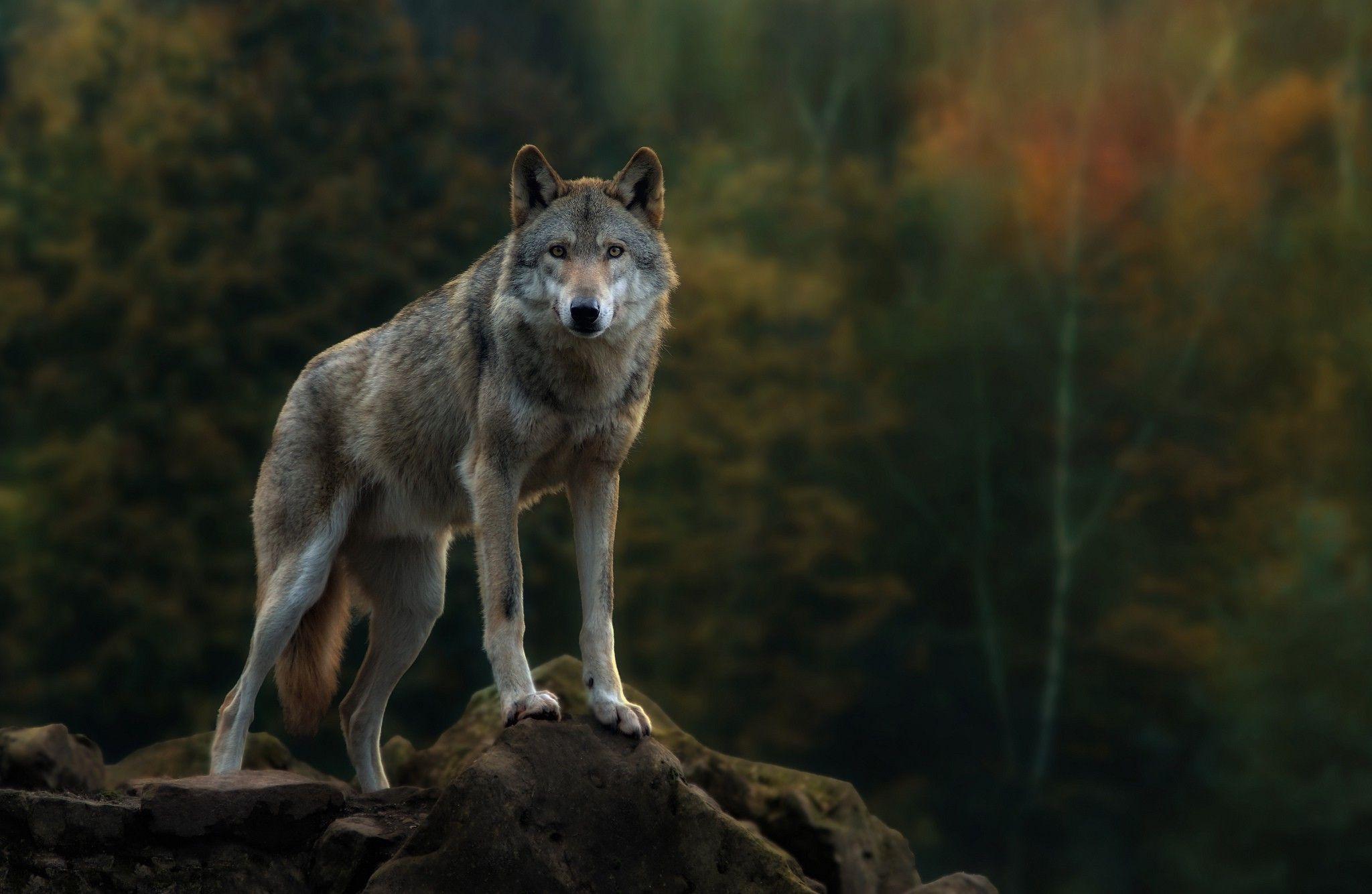 Wild Wolf Wallpapers - bigbeamng