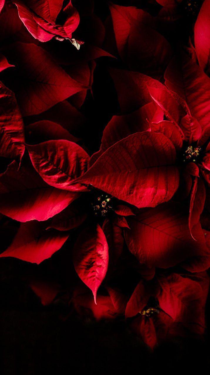 715x1271 Note 20 Ultra Wallpaper