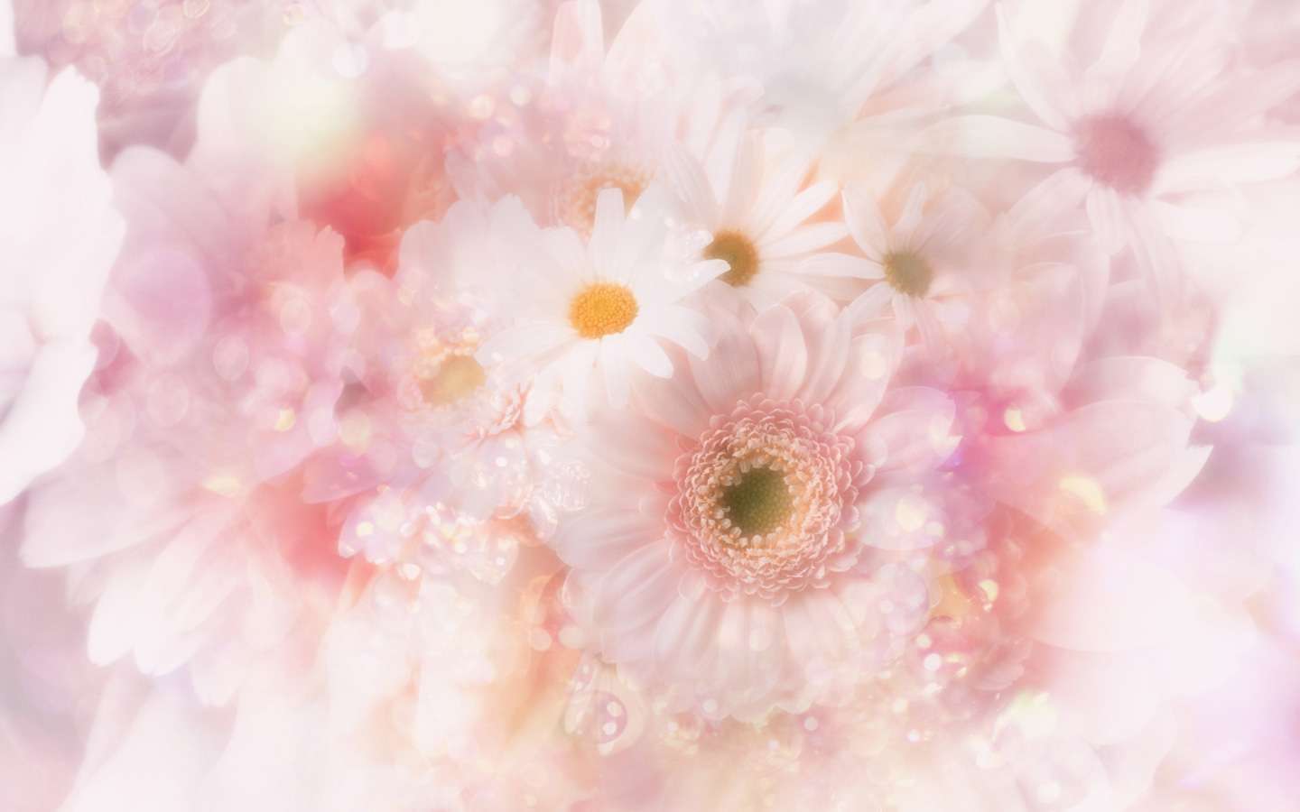 Hình nền 1440x900 Nhiếp ảnh Hình ảnh bông hoa dễ thương