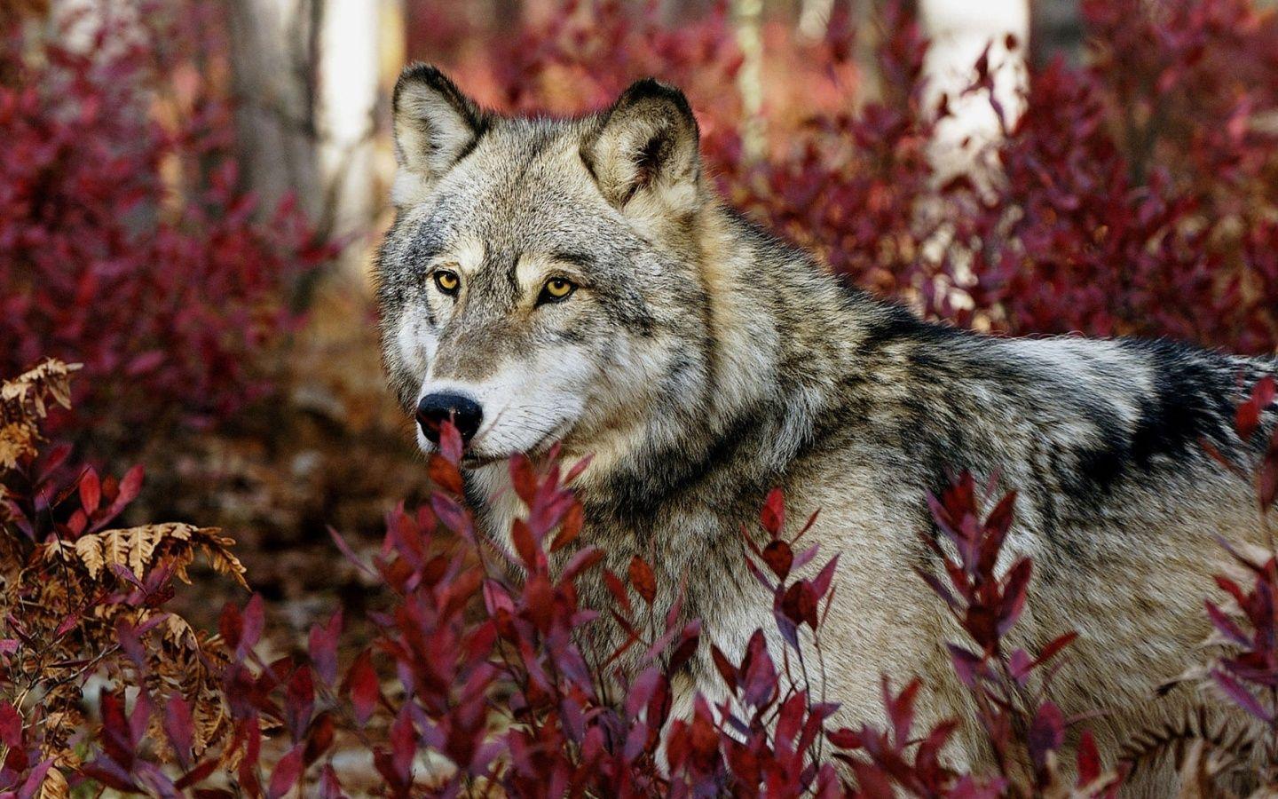 Hiding