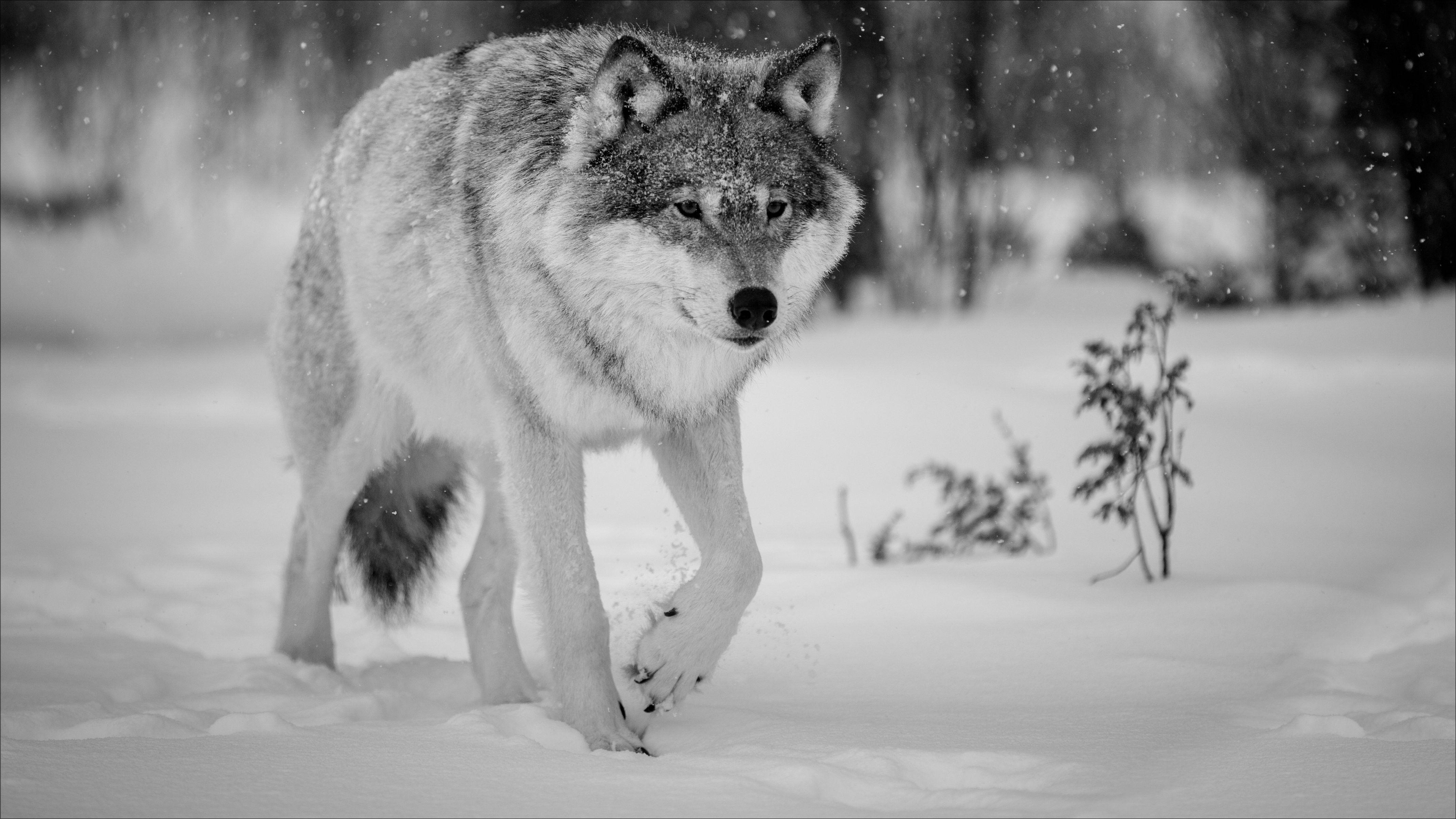 Nature Wolf Wallpapers - Top Free Nature Wolf Backgrounds - WallpaperAccess