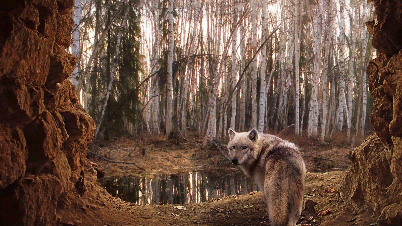 1600x900 Wolf Wallpaper 6 Best Wolf Wallpaper