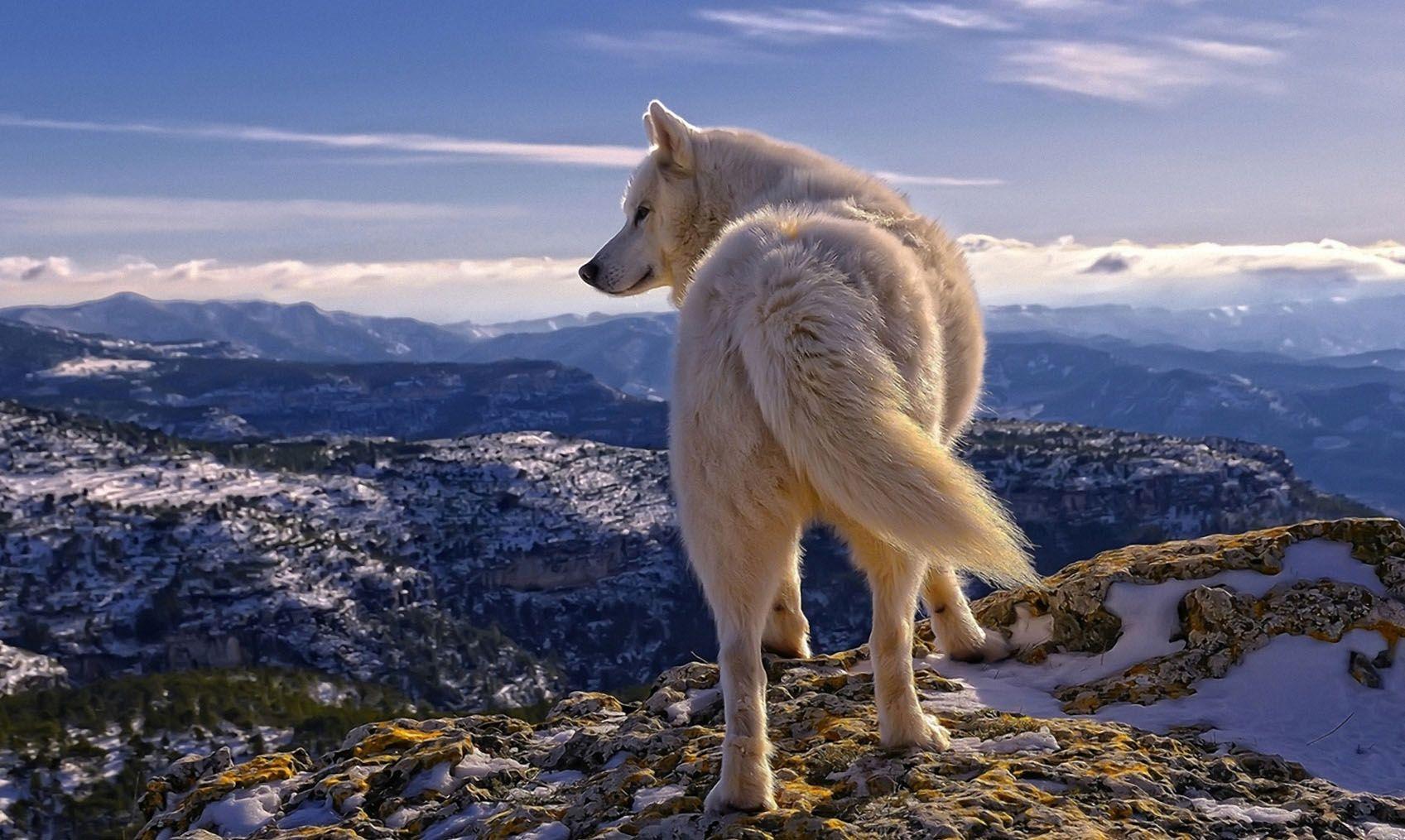 Nature Wolf Wallpapers - Top Free Nature Wolf Backgrounds - WallpaperAccess