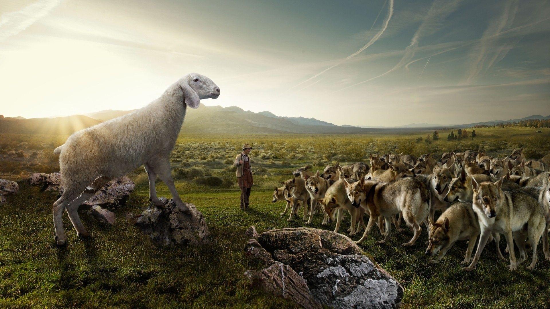 1920x1080 Wolves flock sheep shepherd nature field sky rocks situation humor