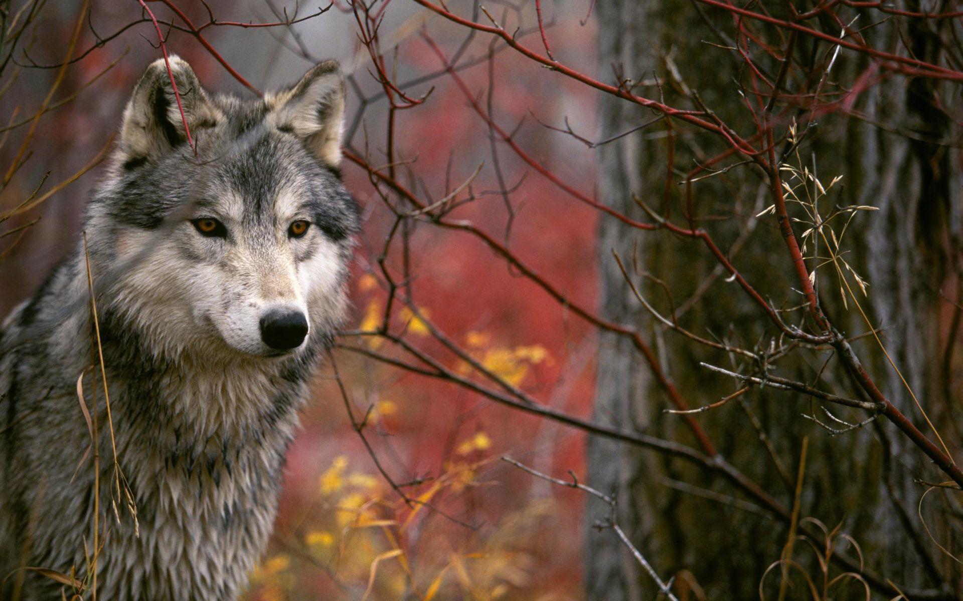 Nature Wolf Wallpapers - Top Free Nature Wolf Backgrounds - WallpaperAccess