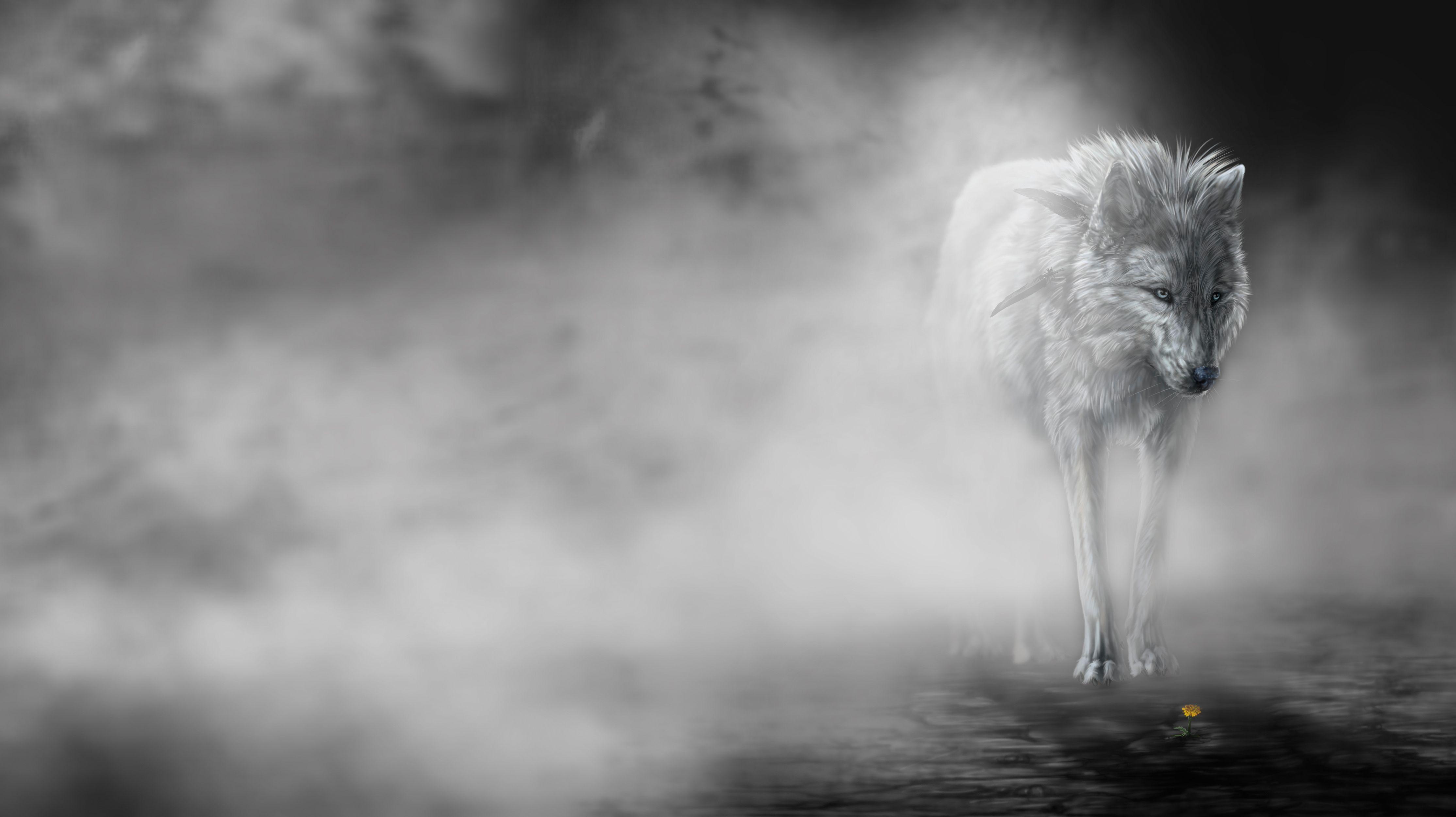 4456x2500 4K Ultra HD Wolf Wallpaper and Background Image
