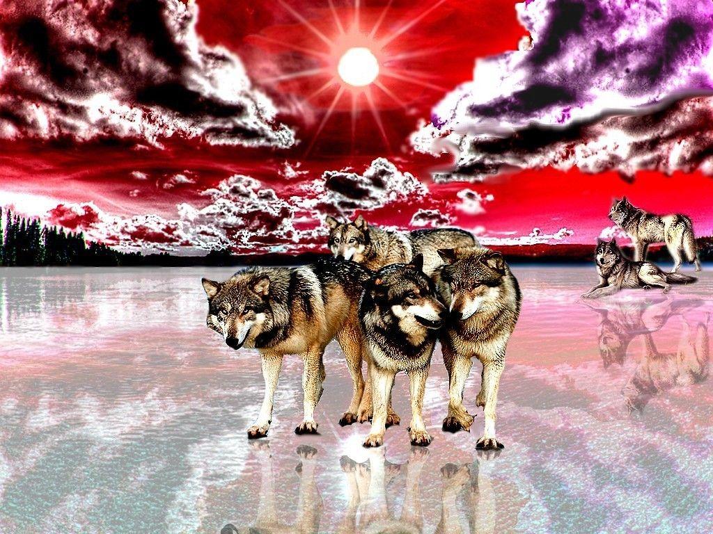 1024x768 Mountains: Wolfs Nature Mountain Ice Mountains Natures Color Wolf